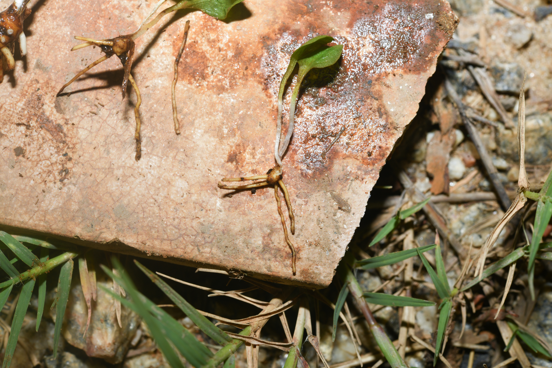 Ophioglossum crotalophoroides Walter - Photo Bivouac Naturaliste