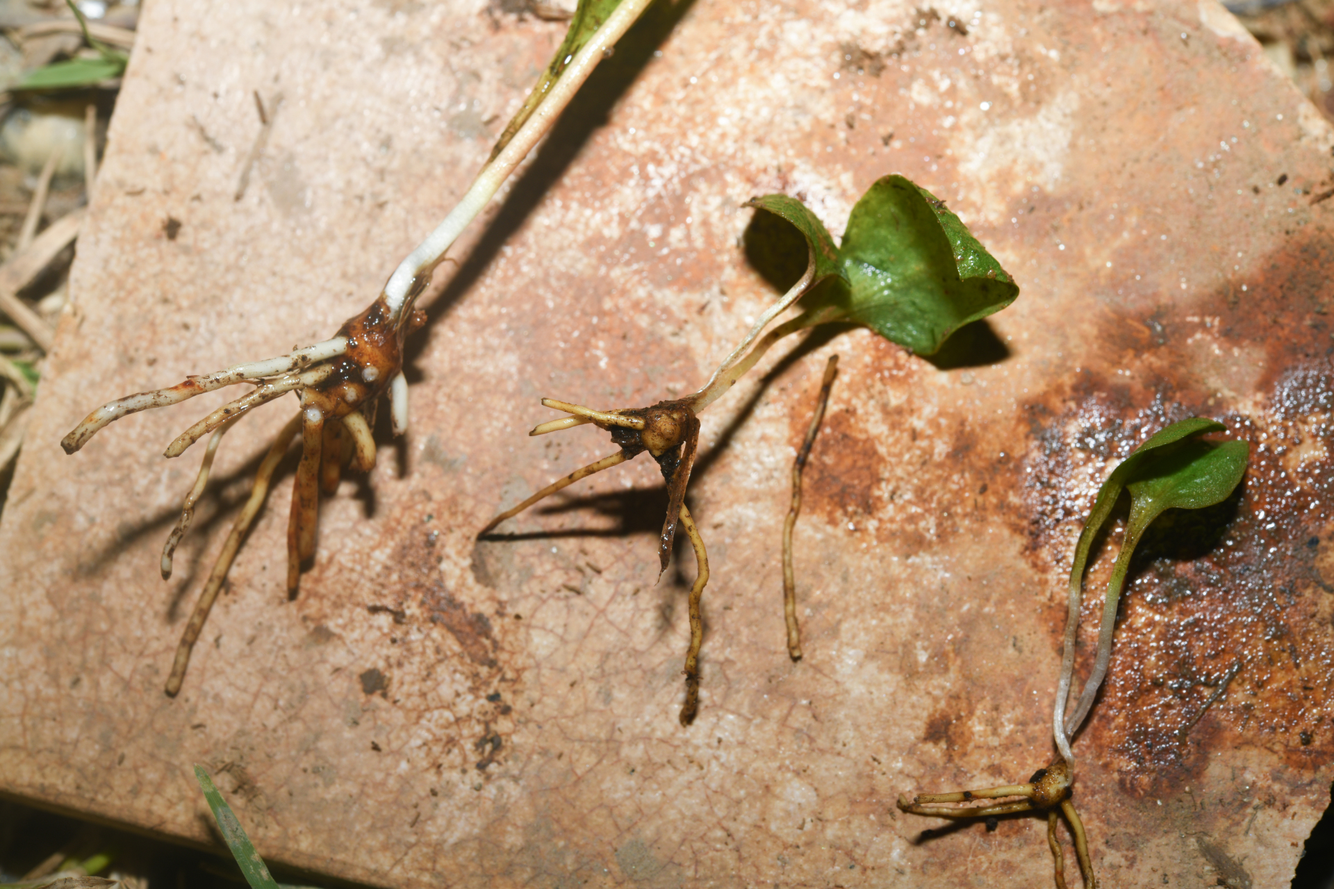 Ophioglossum crotalophoroides Walter - Photo Bivouac Naturaliste