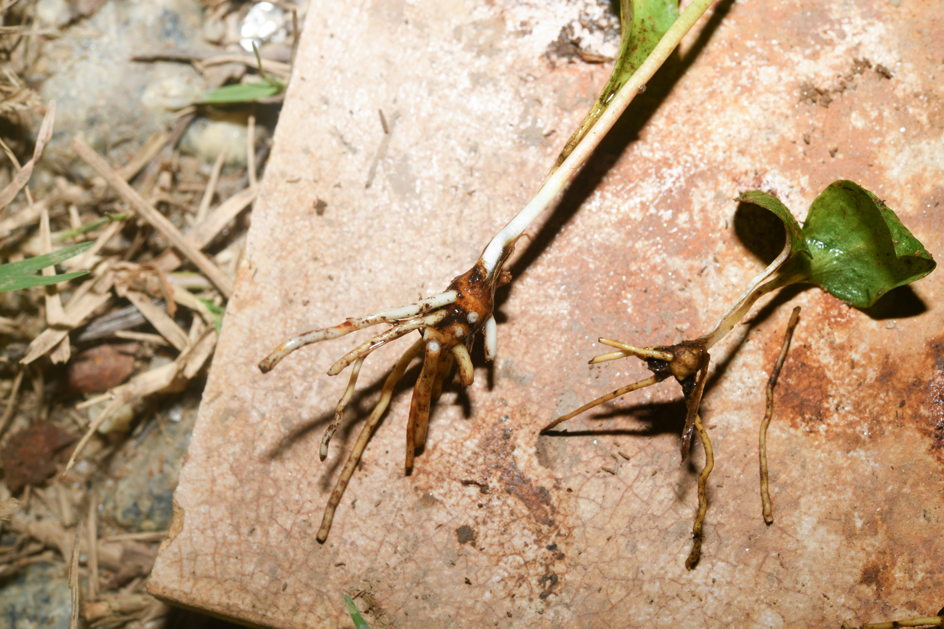 Ophioglossum crotalophoroides Walter - Photo Bivouac Naturaliste