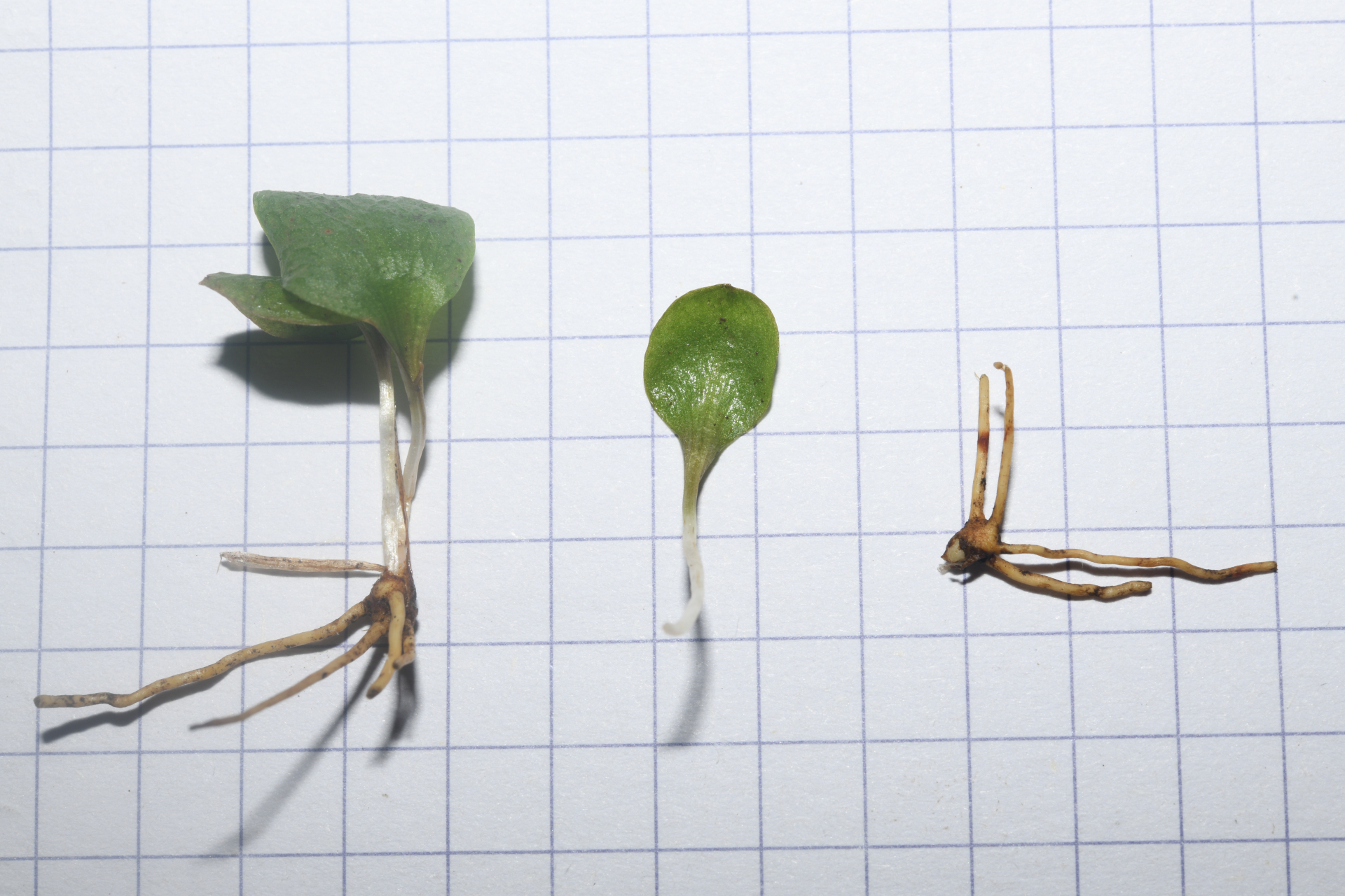 Ophioglossum crotalophoroides Walter - Photo Bivouac Naturaliste