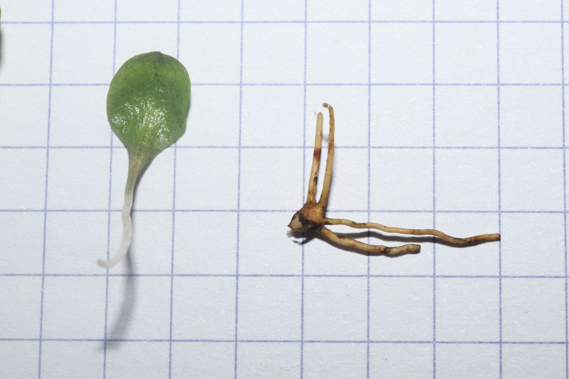 Ophioglossum crotalophoroides Walter - Photo Bivouac Naturaliste