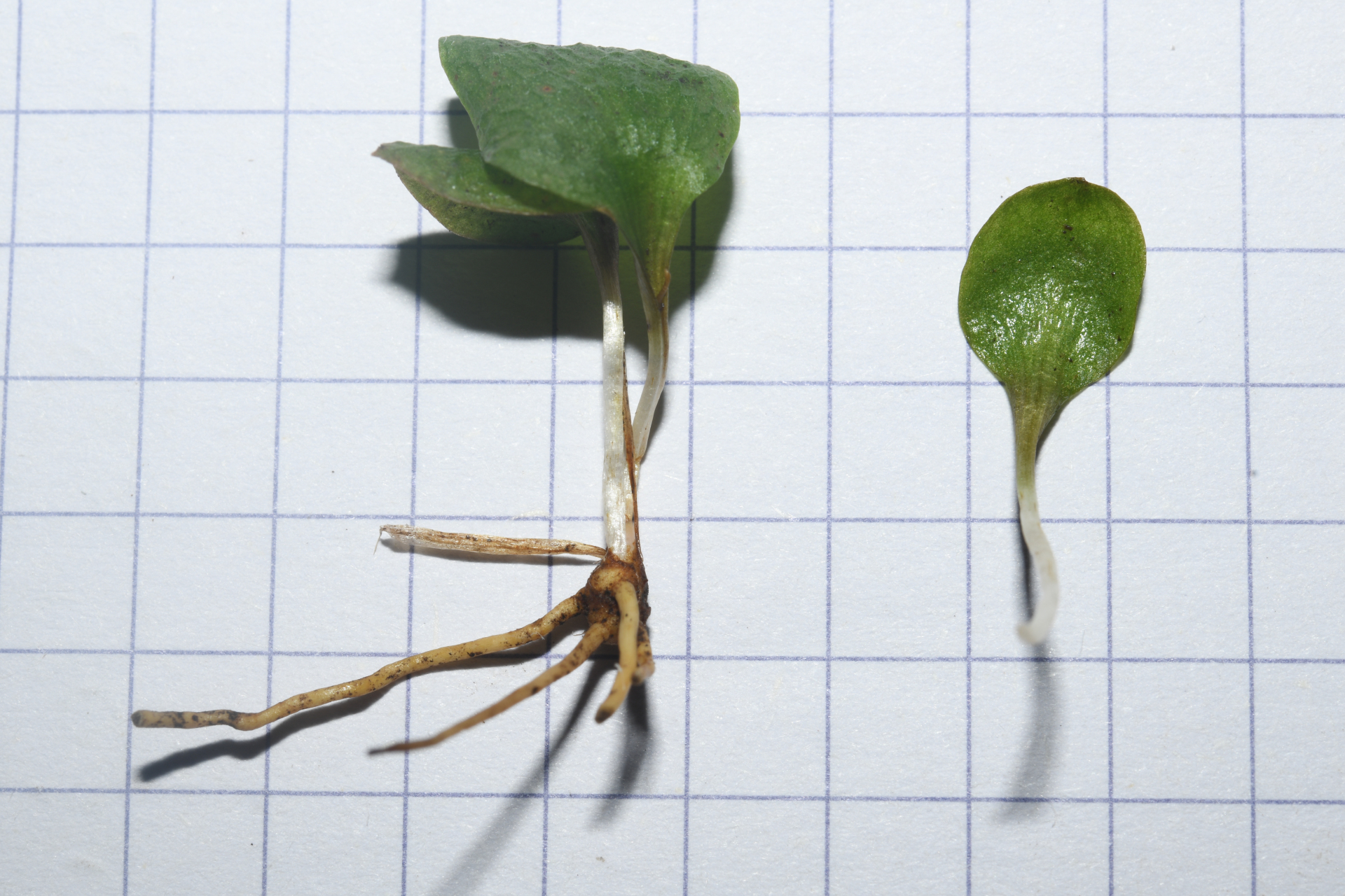 Ophioglossum crotalophoroides Walter - Photo Bivouac Naturaliste