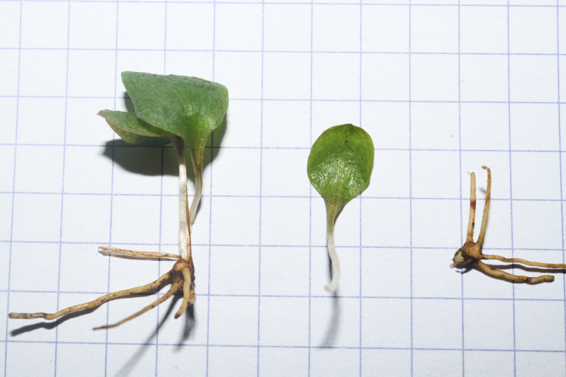 Ophioglossum crotalophoroides Walter - Photo Bivouac Naturaliste