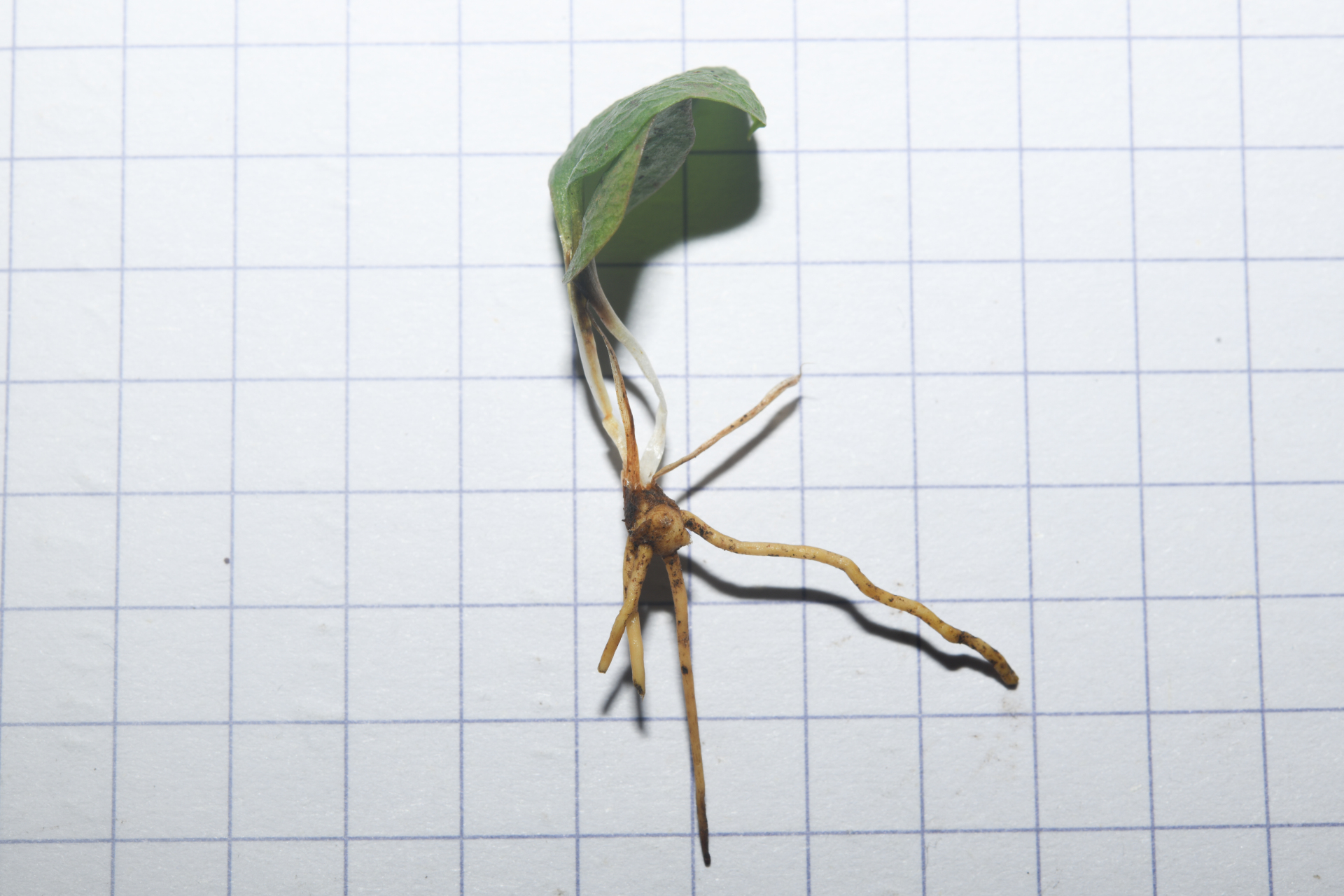 Ophioglossum crotalophoroides Walter - Photo Bivouac Naturaliste