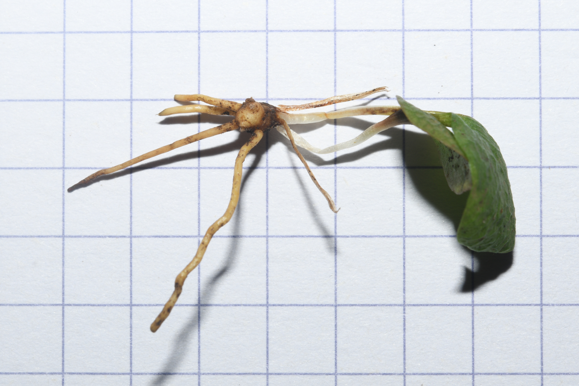 Ophioglossum crotalophoroides Walter - Photo Bivouac Naturaliste