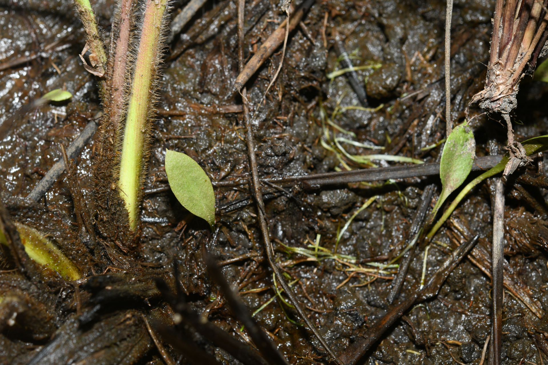 Ophioglossum ellipticum Hook. & Grev. - Photo Bivouac Naturaliste