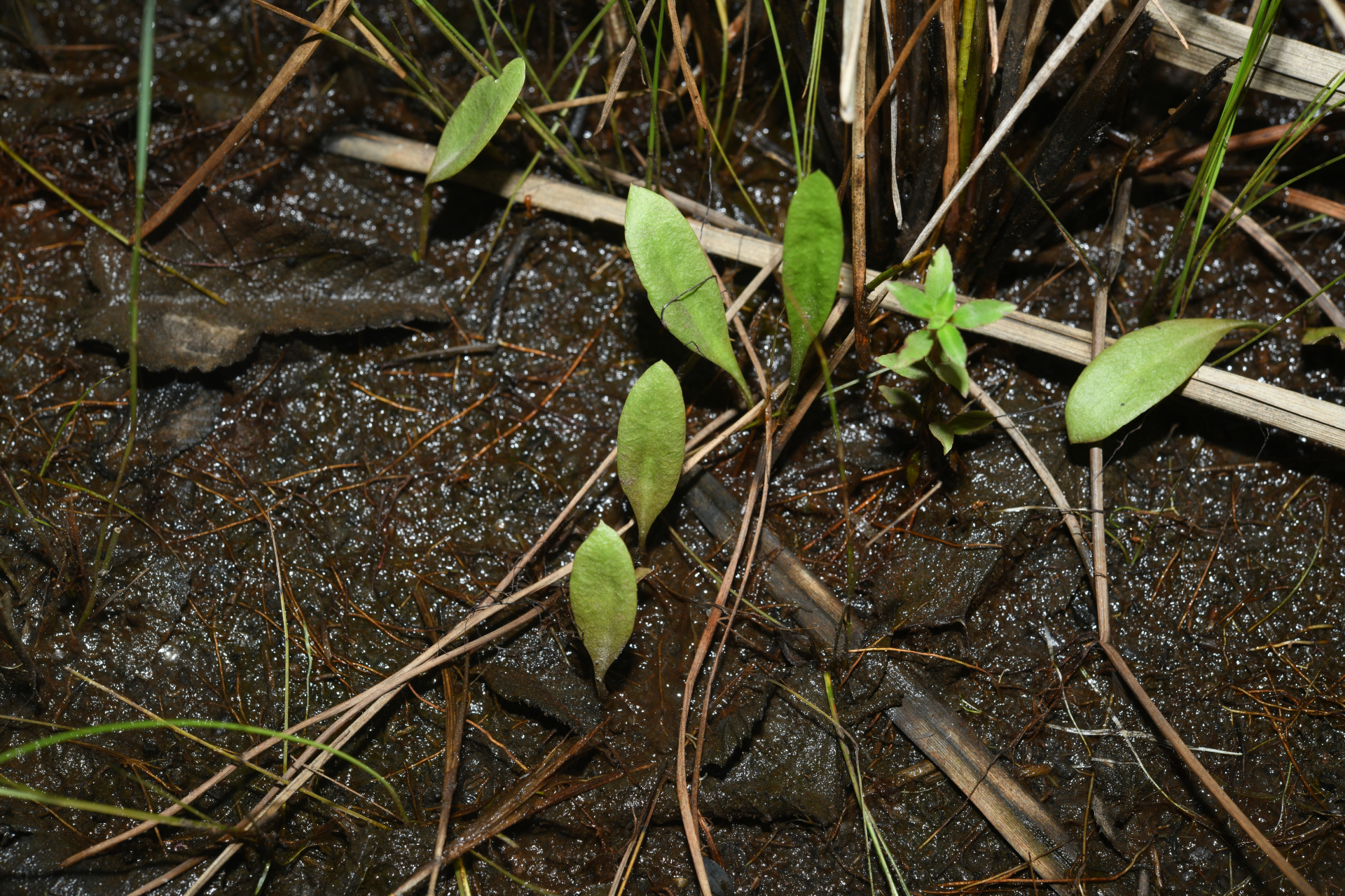 Ophioglossum ellipticum Hook. & Grev. - Photo Bivouac Naturaliste