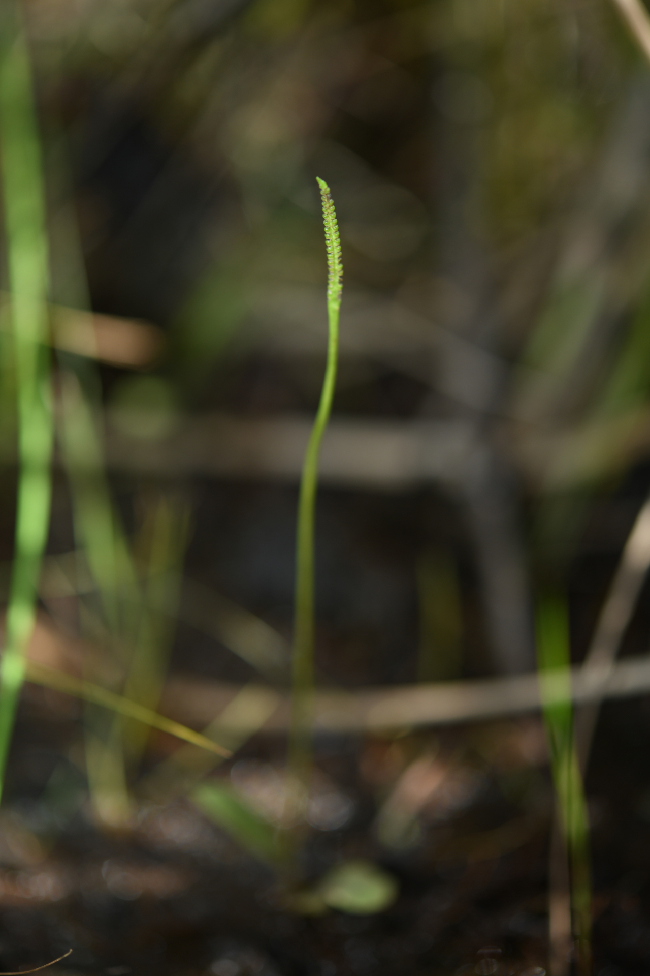 Ophioglossum ellipticum Hook. & Grev. - Photo Bivouac Naturaliste