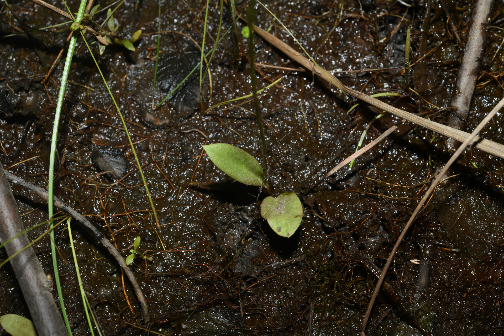 Ophioglossum ellipticum Hook. & Grev. - Photo Bivouac Naturaliste
