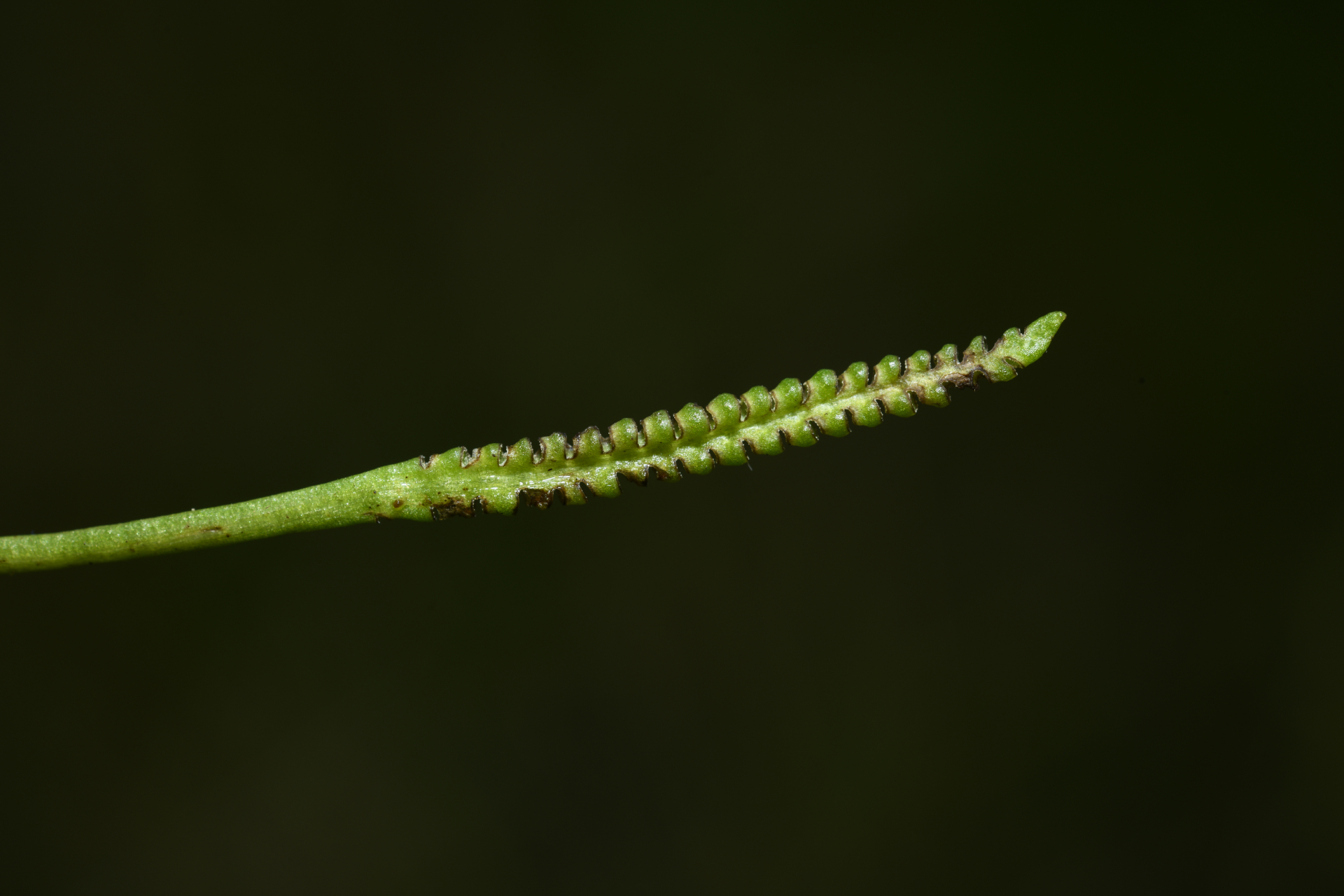 Ophioglossum ellipticum Hook. & Grev. - Photo Bivouac Naturaliste