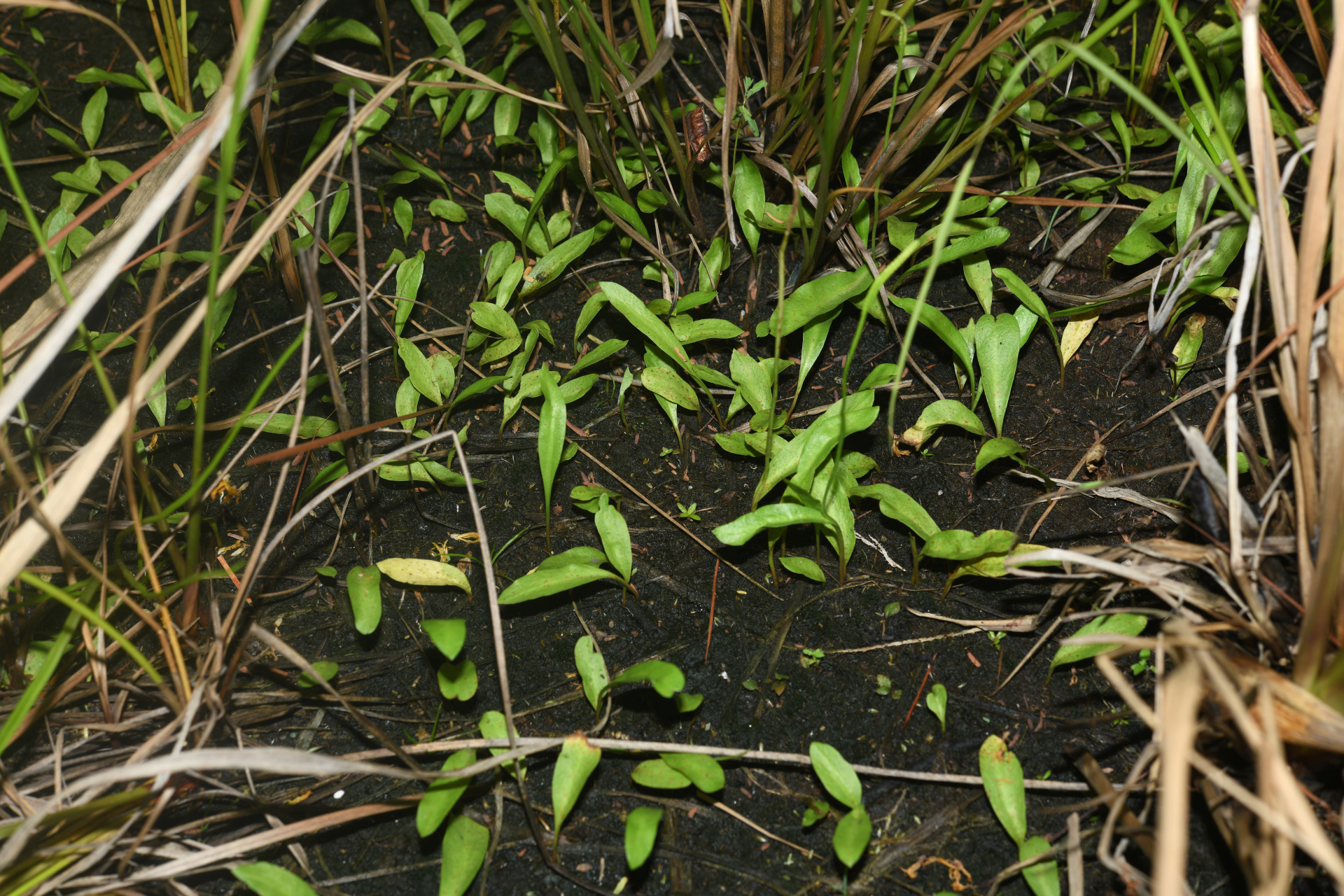 Ophioglossum ellipticum Hook. & Grev. - Photo Bivouac Naturaliste