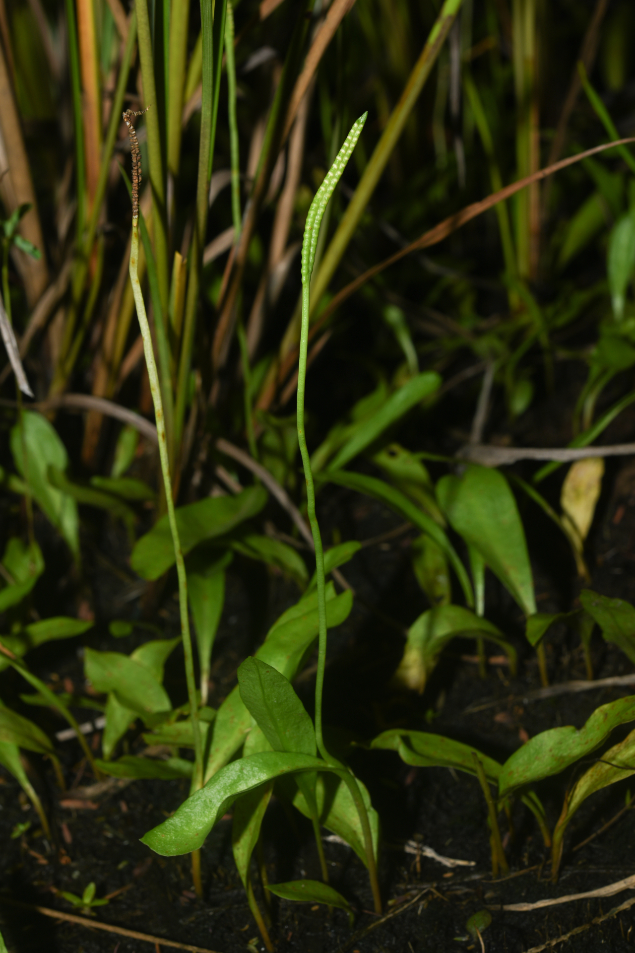 Ophioglossum ellipticum Hook. & Grev. - Photo Bivouac Naturaliste