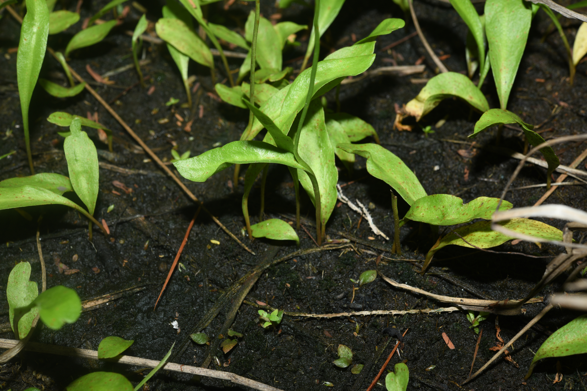 Ophioglossum ellipticum Hook. & Grev. - Photo Bivouac Naturaliste