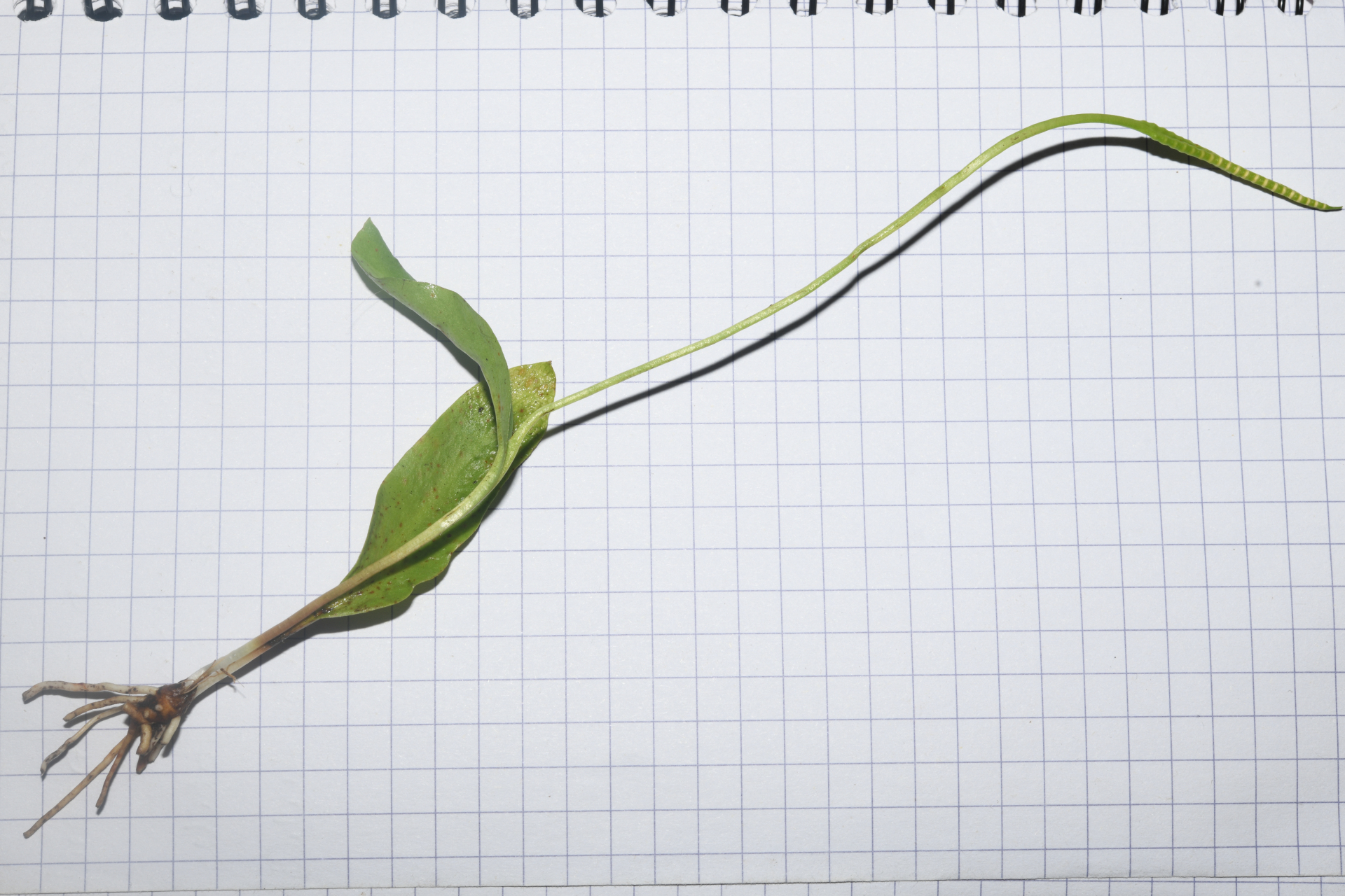 Ophioglossum ellipticum Hook. & Grev. - Photo Bivouac Naturaliste