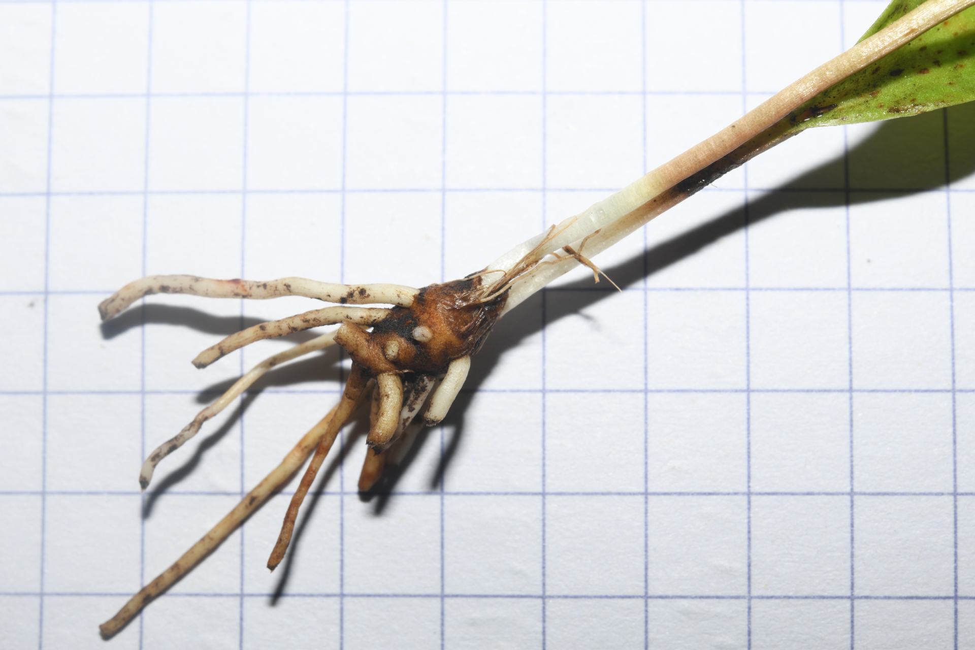 Ophioglossum ellipticum Hook. & Grev. - Photo Bivouac Naturaliste