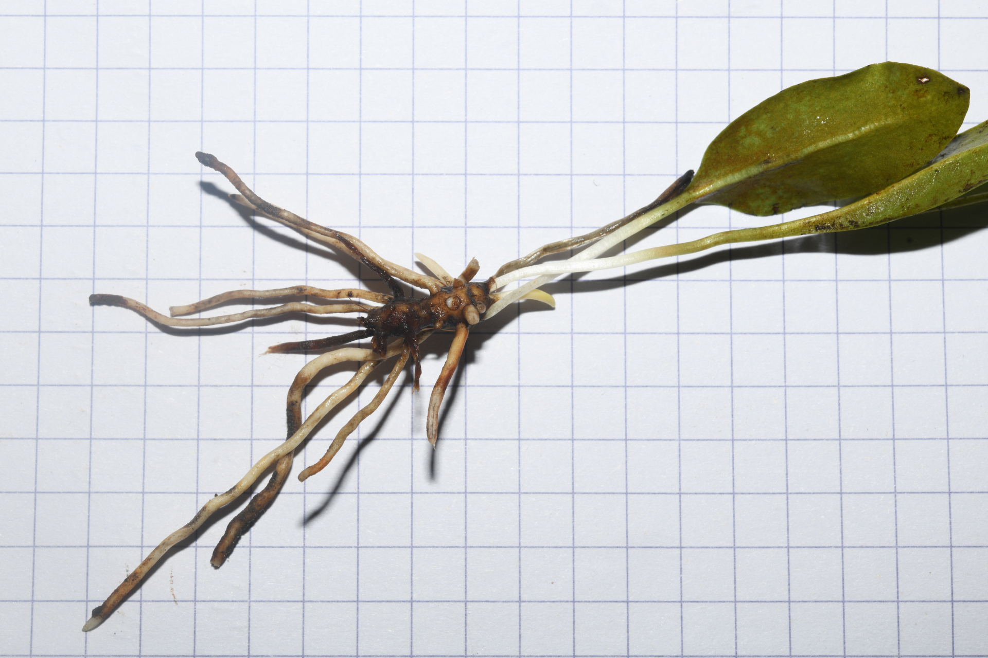 Ophioglossum ellipticum Hook. & Grev. - Photo Bivouac Naturaliste