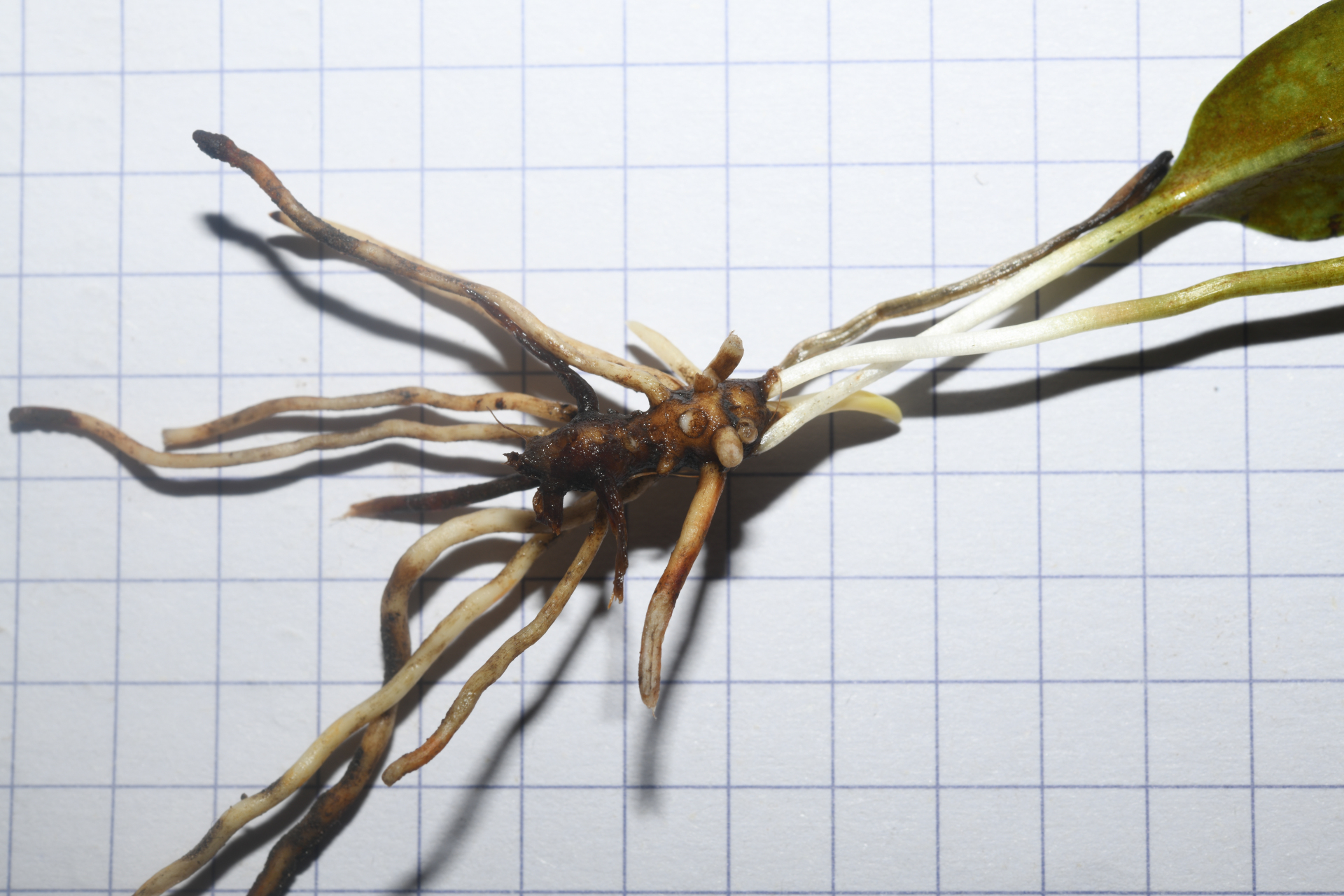 Ophioglossum ellipticum Hook. & Grev. - Photo Bivouac Naturaliste