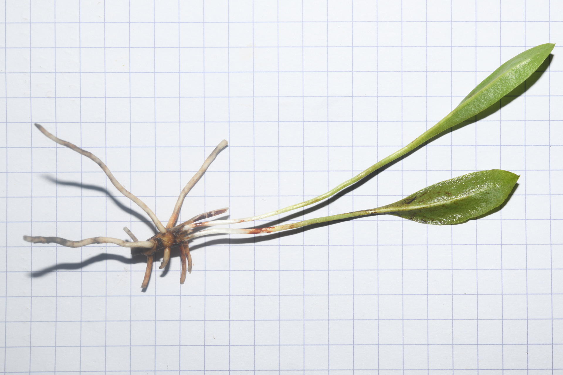 Ophioglossum ellipticum Hook. & Grev. - Photo Bivouac Naturaliste