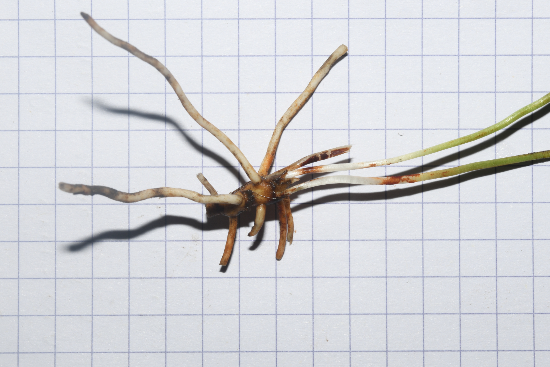 Ophioglossum ellipticum Hook. & Grev. - Photo Bivouac Naturaliste