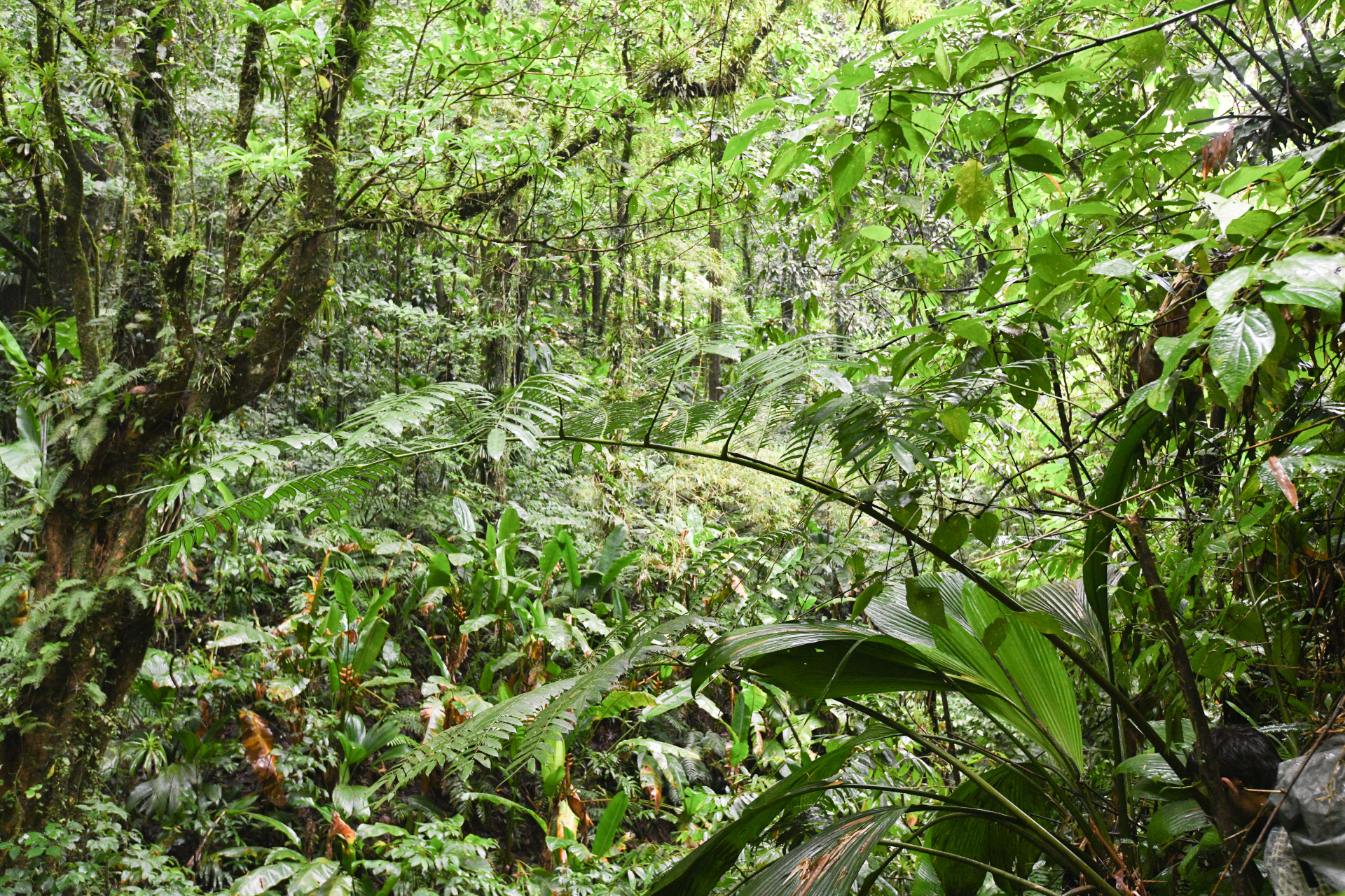Angiopteris evecta (G.Forst.) Hoffm. - Photo Bivouac Naturaliste