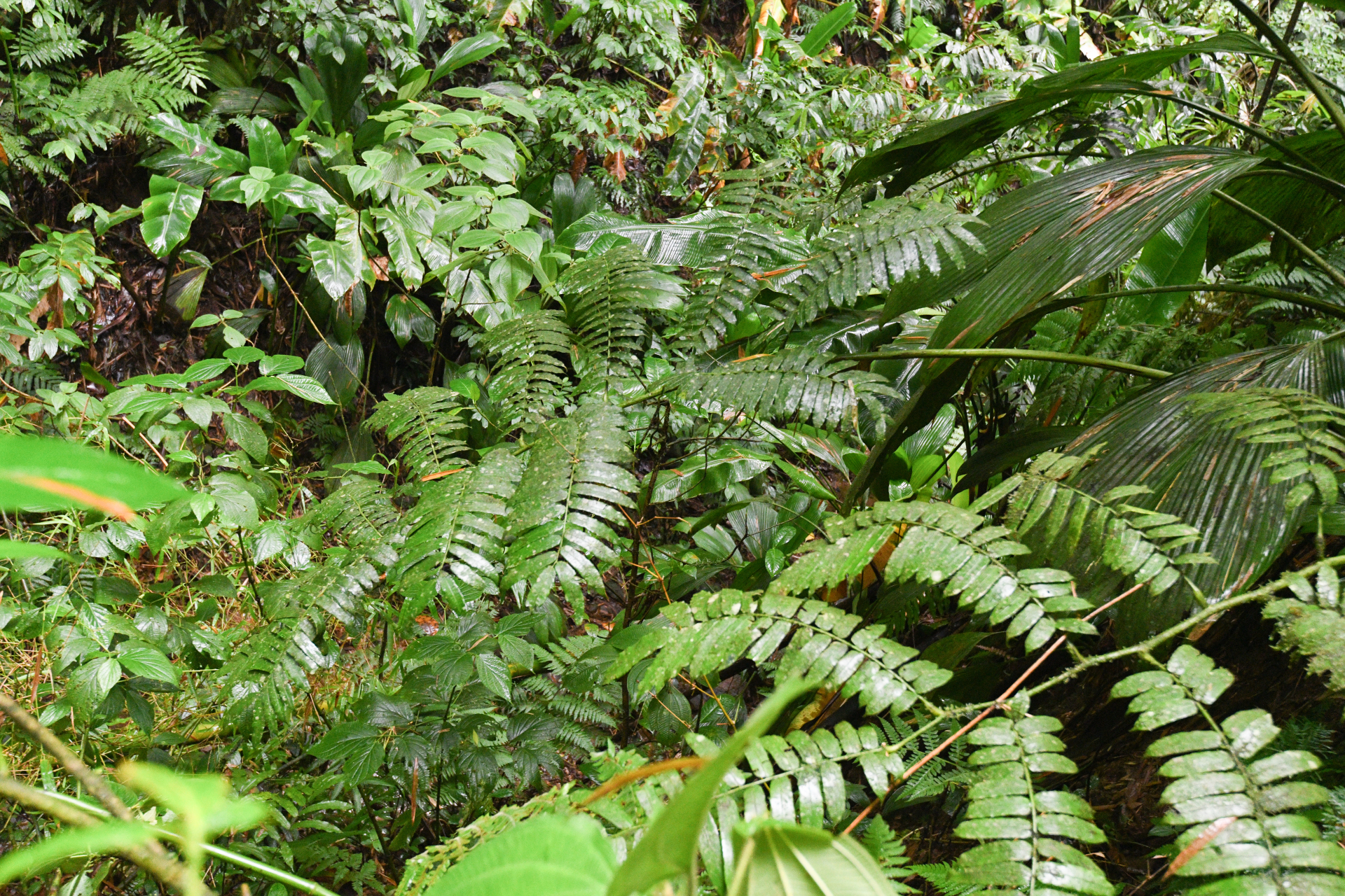 Angiopteris evecta (G.Forst.) Hoffm. - Photo Bivouac Naturaliste