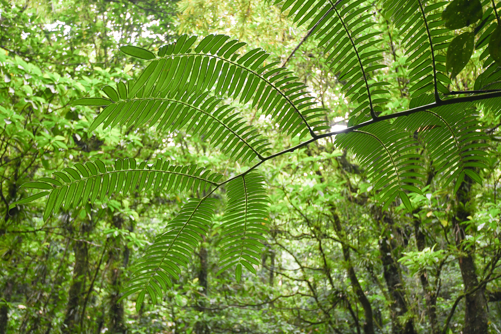 Angiopteris evecta (G.Forst.) Hoffm. - Photo Bivouac Naturaliste