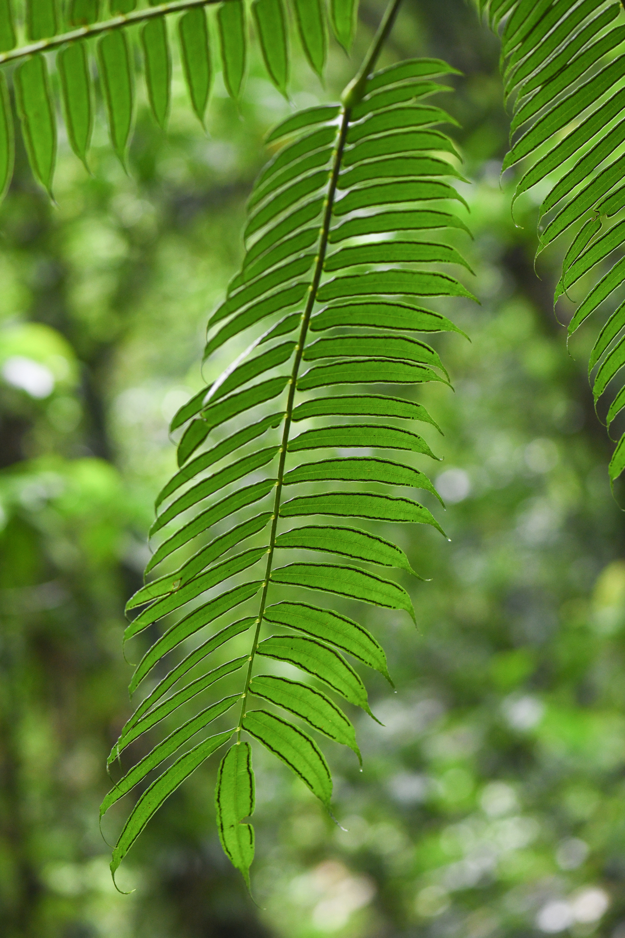 Angiopteris evecta (G.Forst.) Hoffm. - Photo Bivouac Naturaliste