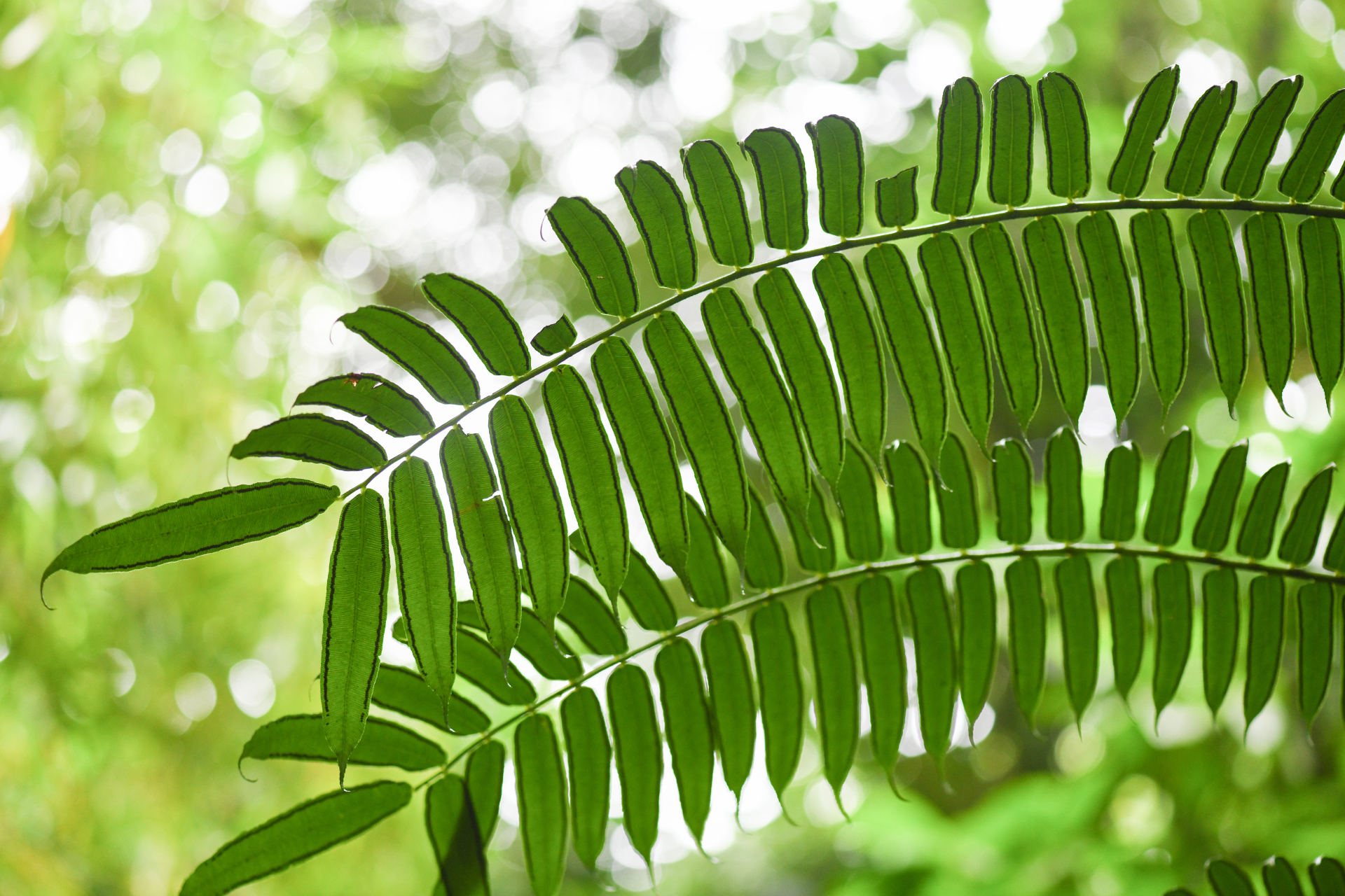 Angiopteris evecta (G.Forst.) Hoffm. - Photo Bivouac Naturaliste