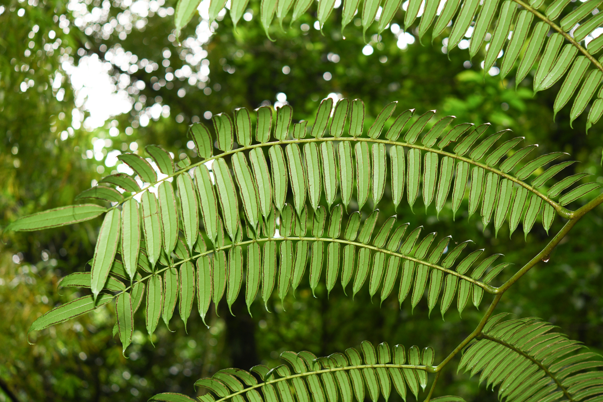 Angiopteris evecta (G.Forst.) Hoffm. - Photo Bivouac Naturaliste
