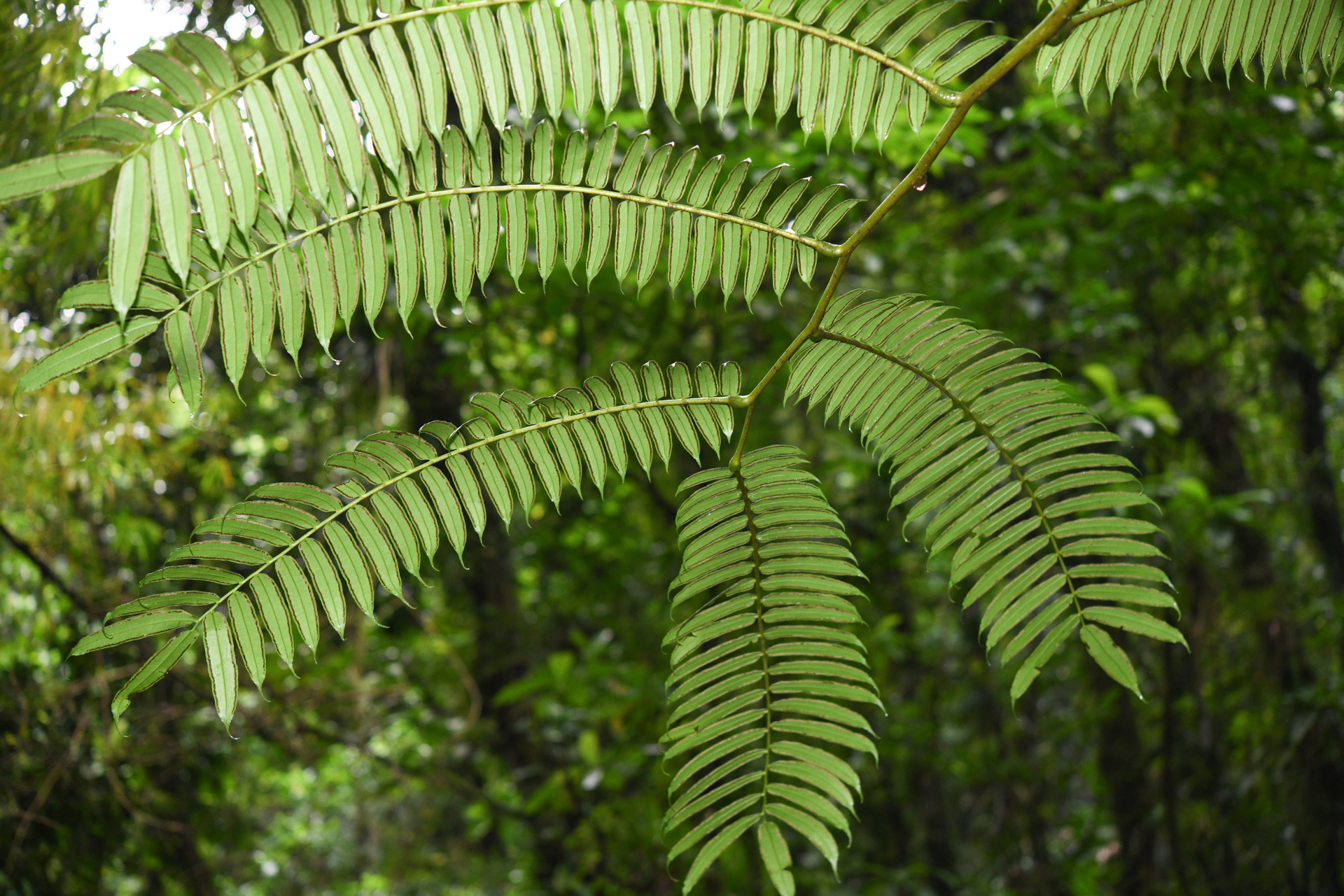 Angiopteris evecta (G.Forst.) Hoffm. - Photo Bivouac Naturaliste