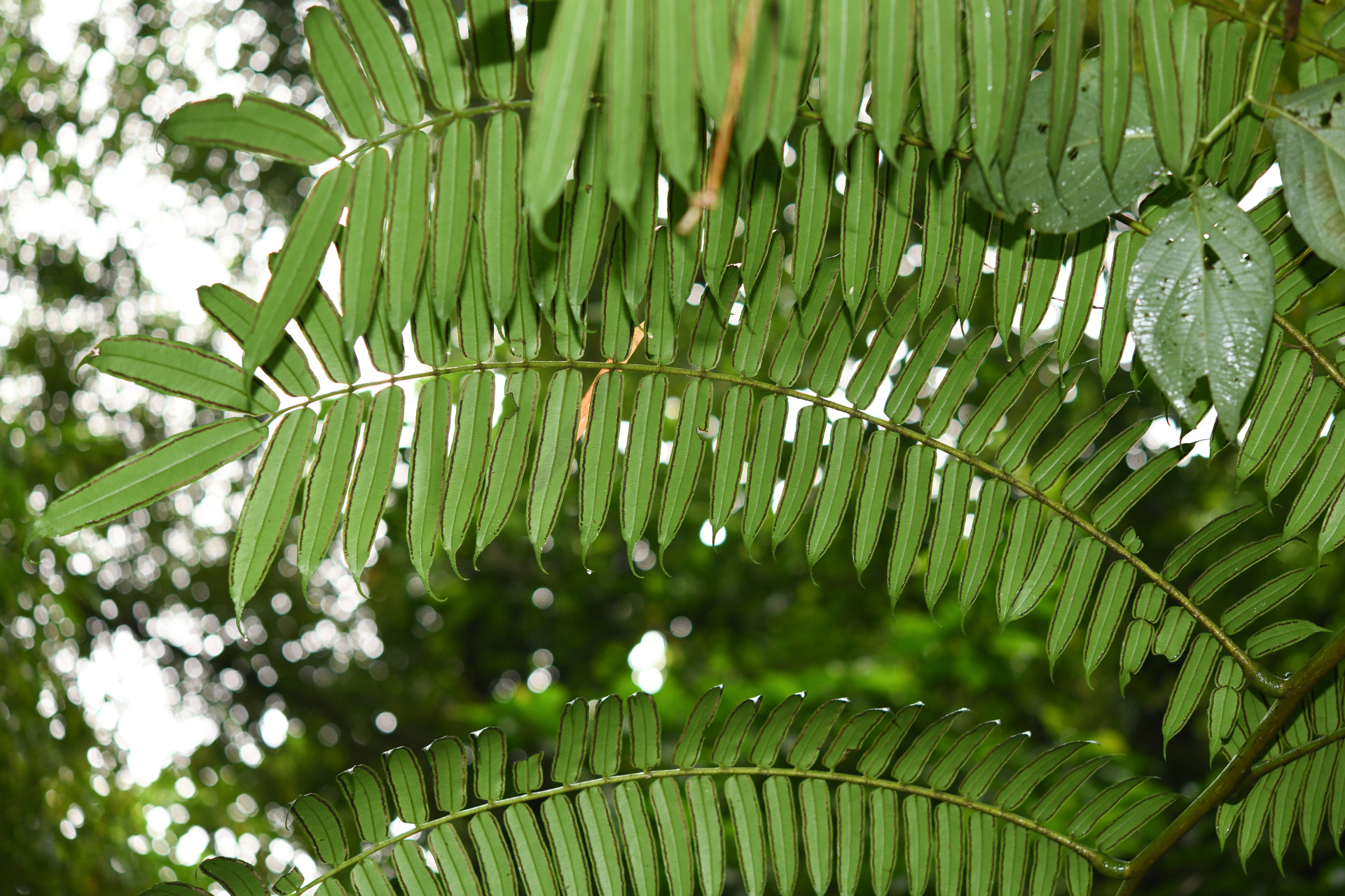 Angiopteris evecta (G.Forst.) Hoffm. - Photo Bivouac Naturaliste