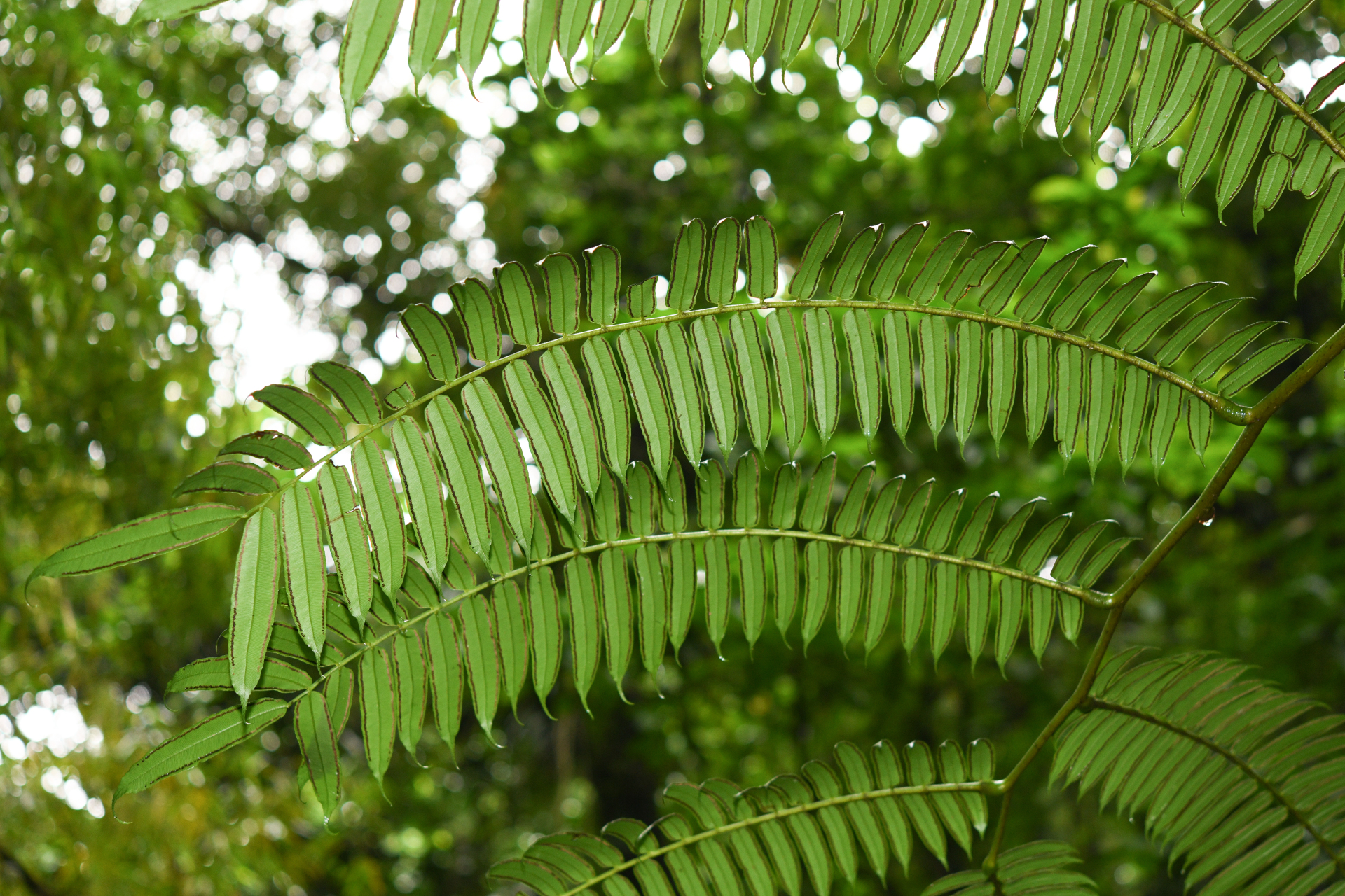 Angiopteris evecta (G.Forst.) Hoffm. - Photo Bivouac Naturaliste