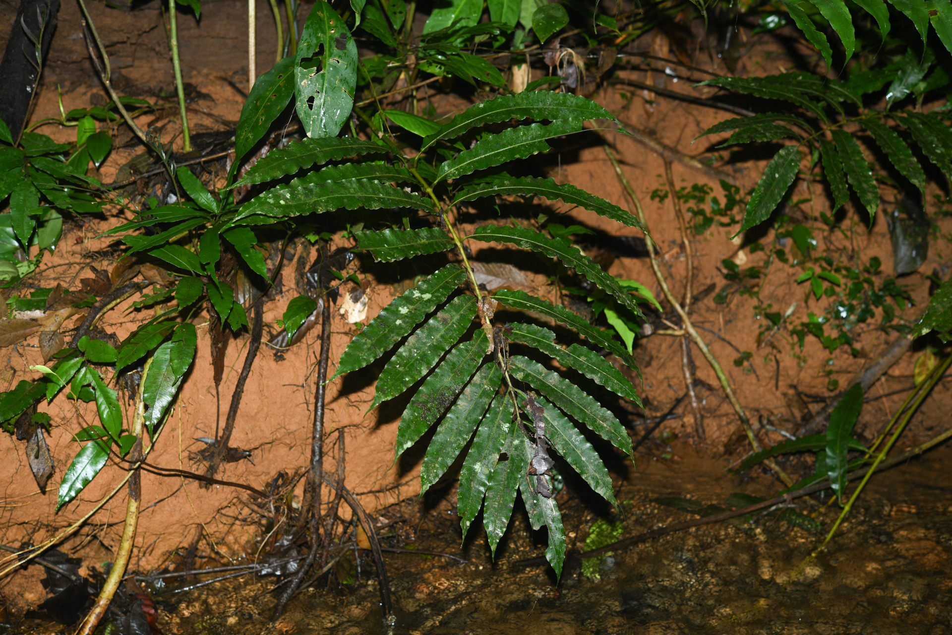 Danaea nigrescens Jenman - Photo Bivouac Naturaliste