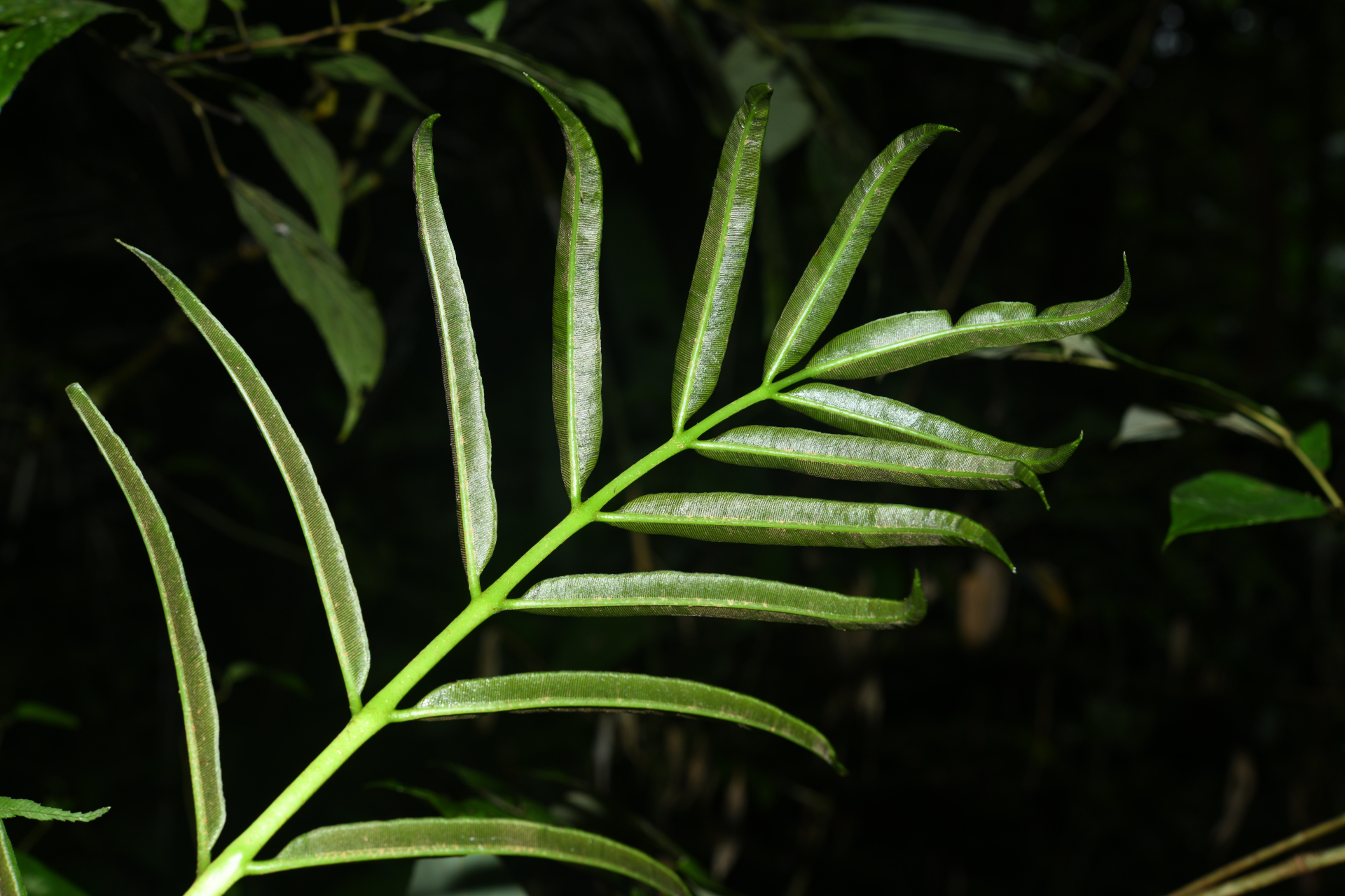 Danaea nigrescens Jenman - Photo Bivouac Naturaliste