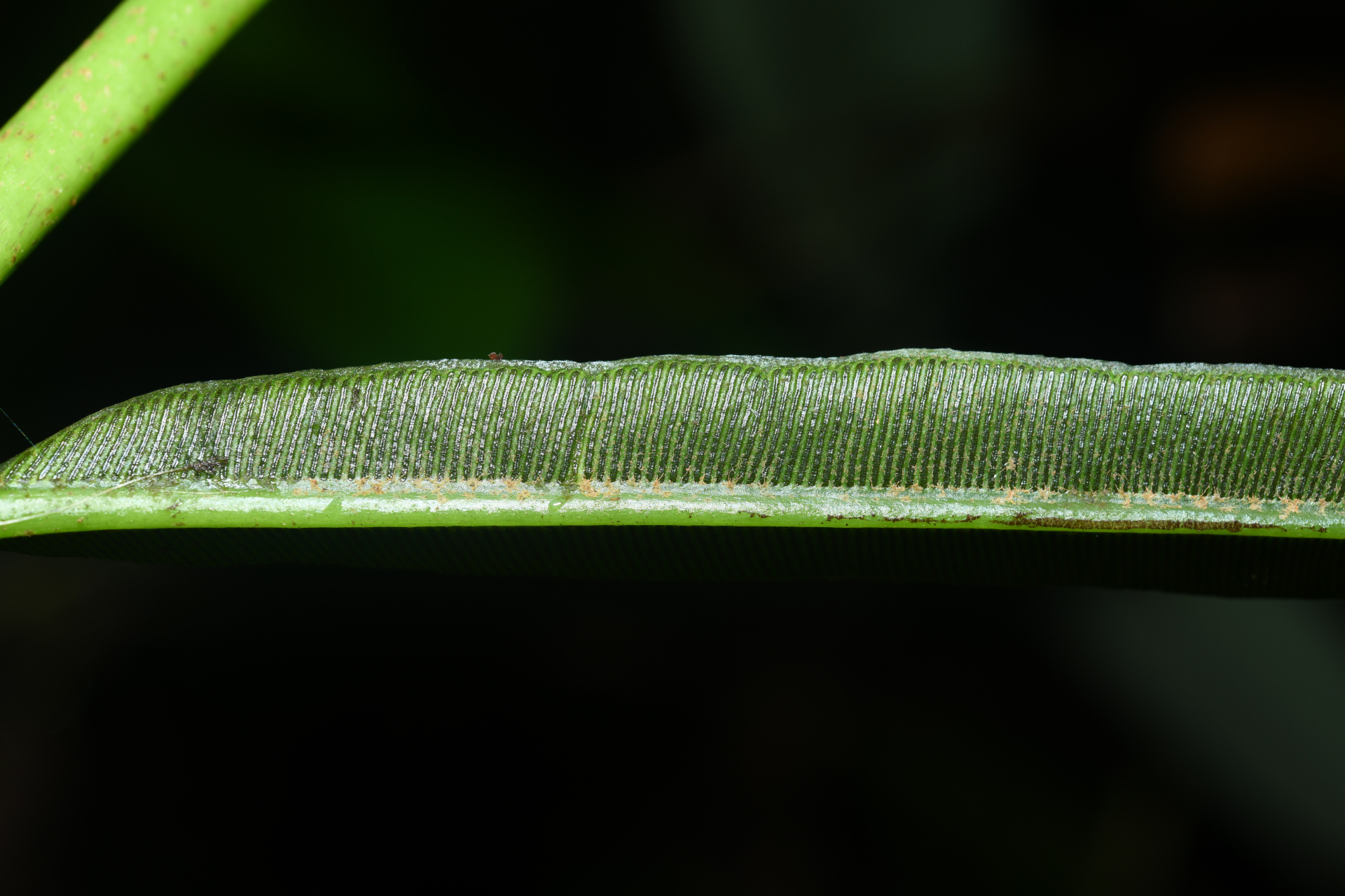 Danaea nigrescens Jenman - Photo Bivouac Naturaliste