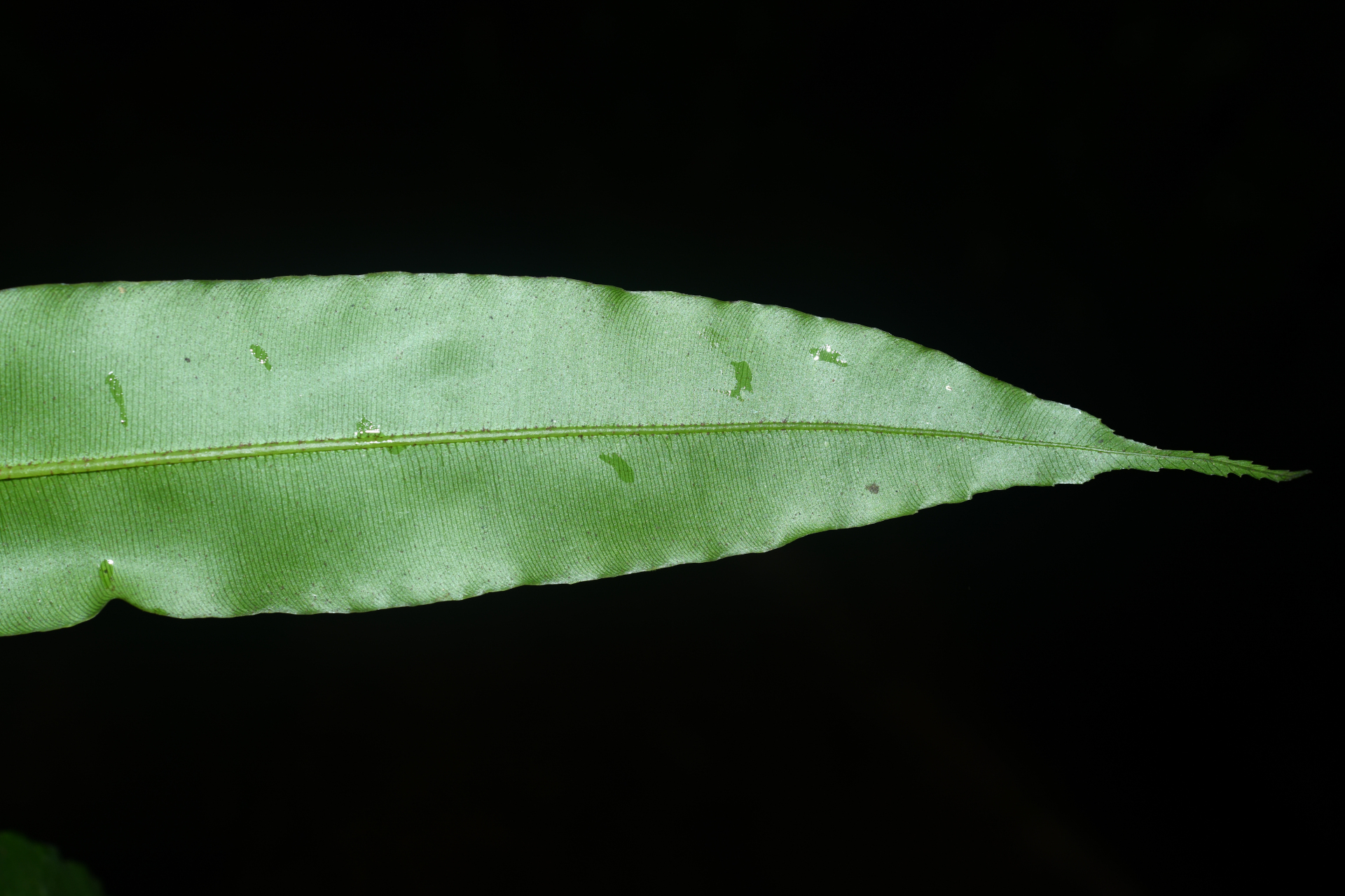 Danaea nigrescens Jenman - Photo Bivouac Naturaliste