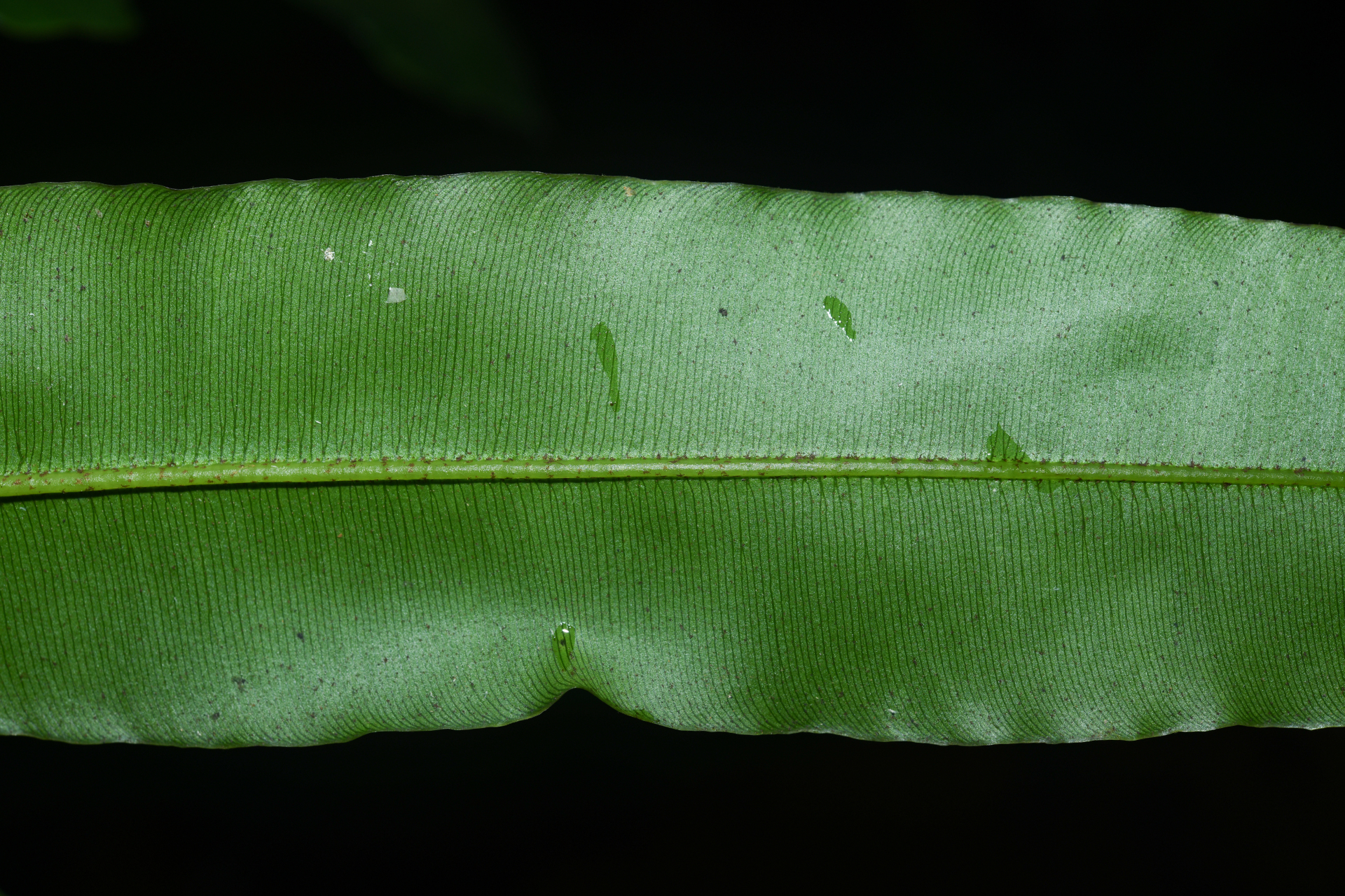 Danaea nigrescens Jenman - Photo Bivouac Naturaliste