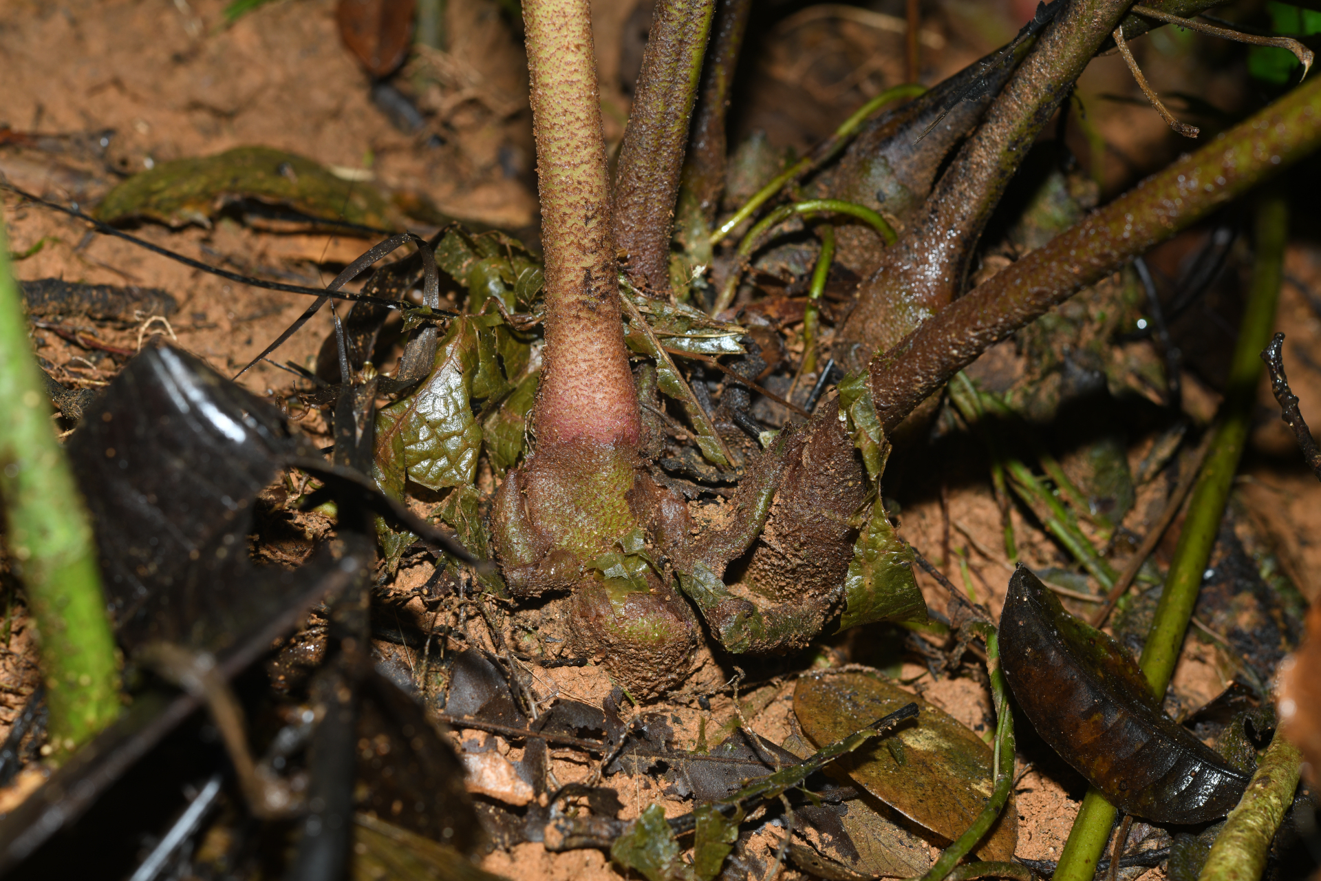 Danaea nigrescens Jenman - Photo Bivouac Naturaliste