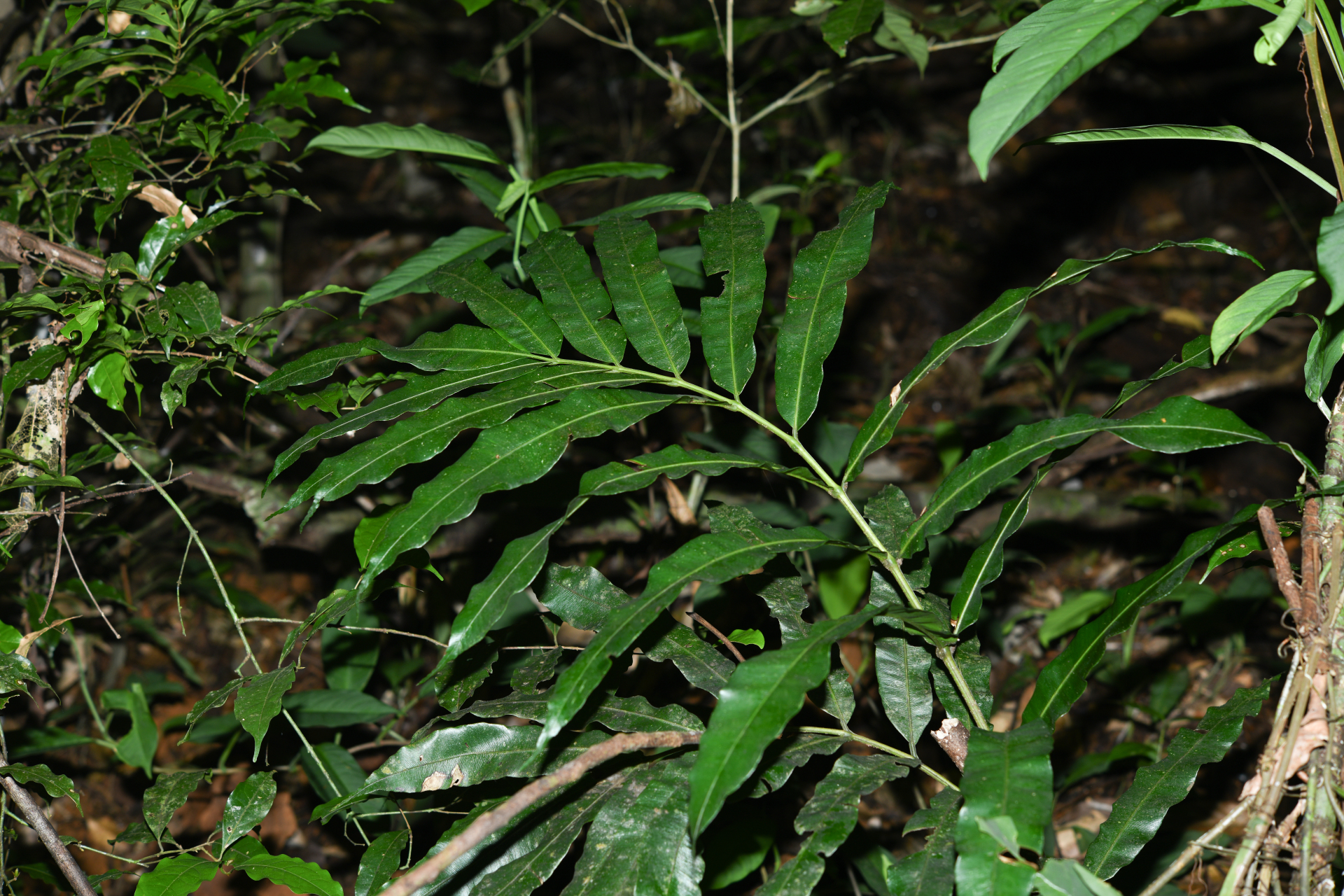 Danaea nigrescens Jenman - Photo Bivouac Naturaliste