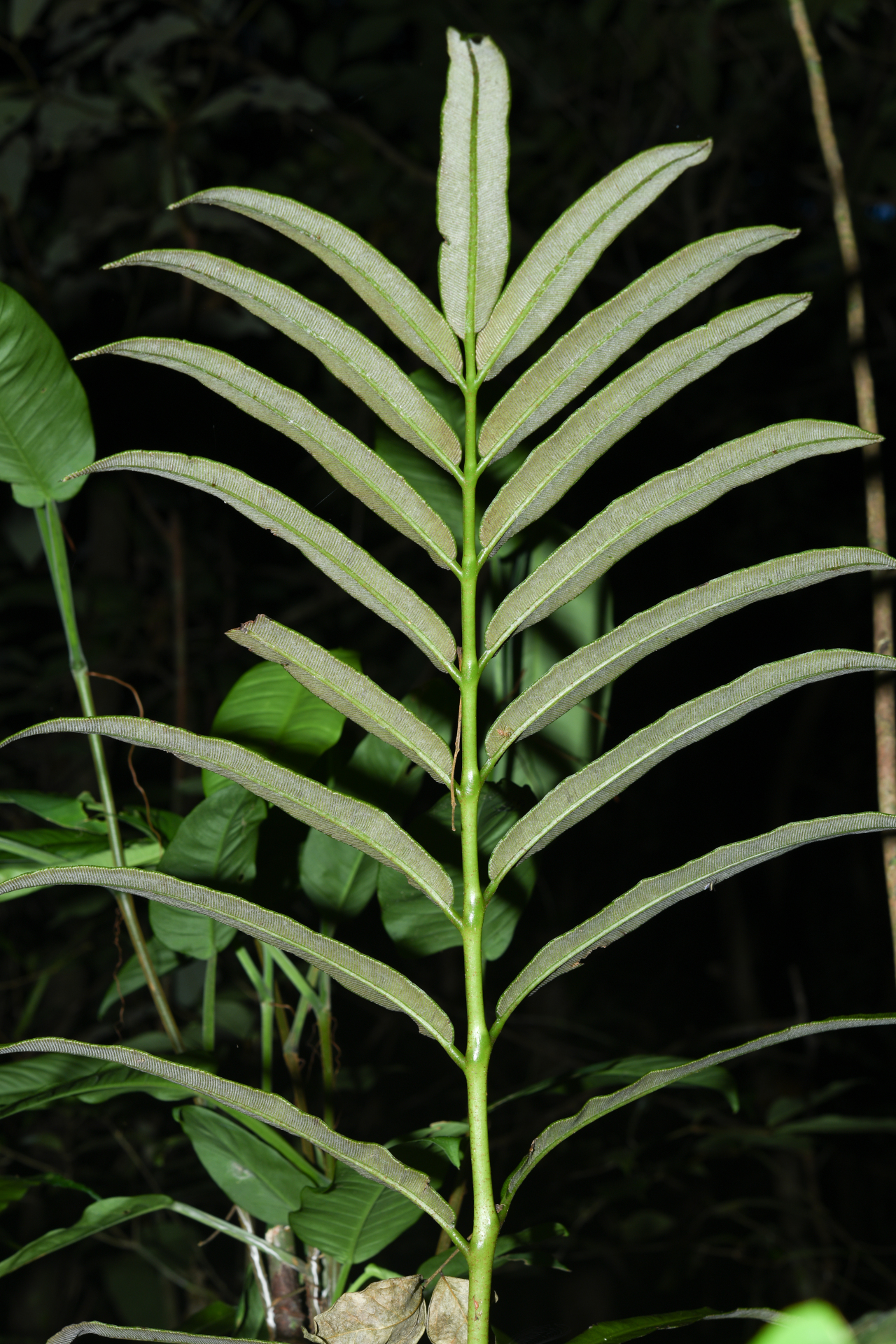 Danaea nigrescens Jenman - Photo Bivouac Naturaliste