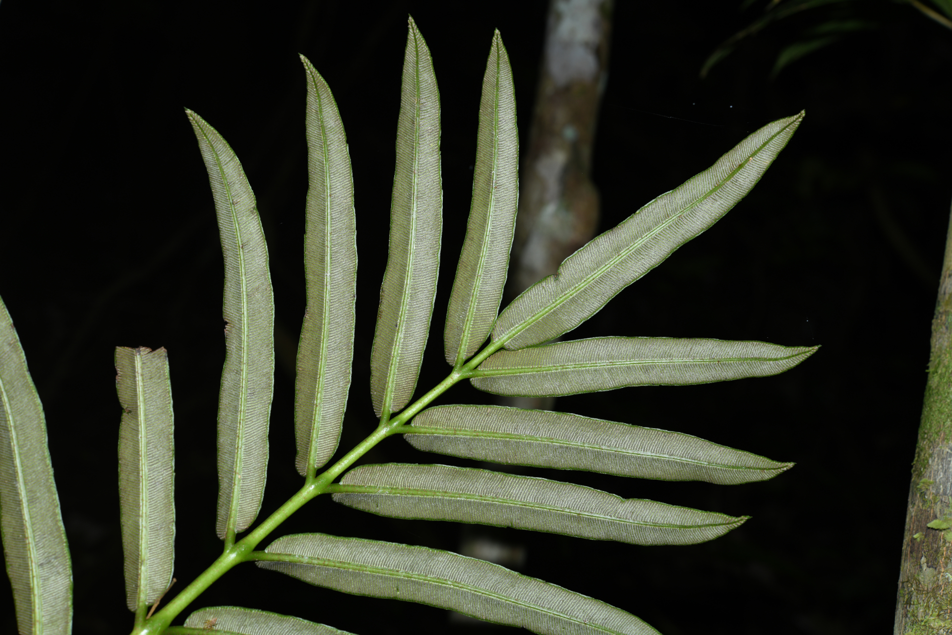 Danaea nigrescens Jenman - Photo Bivouac Naturaliste