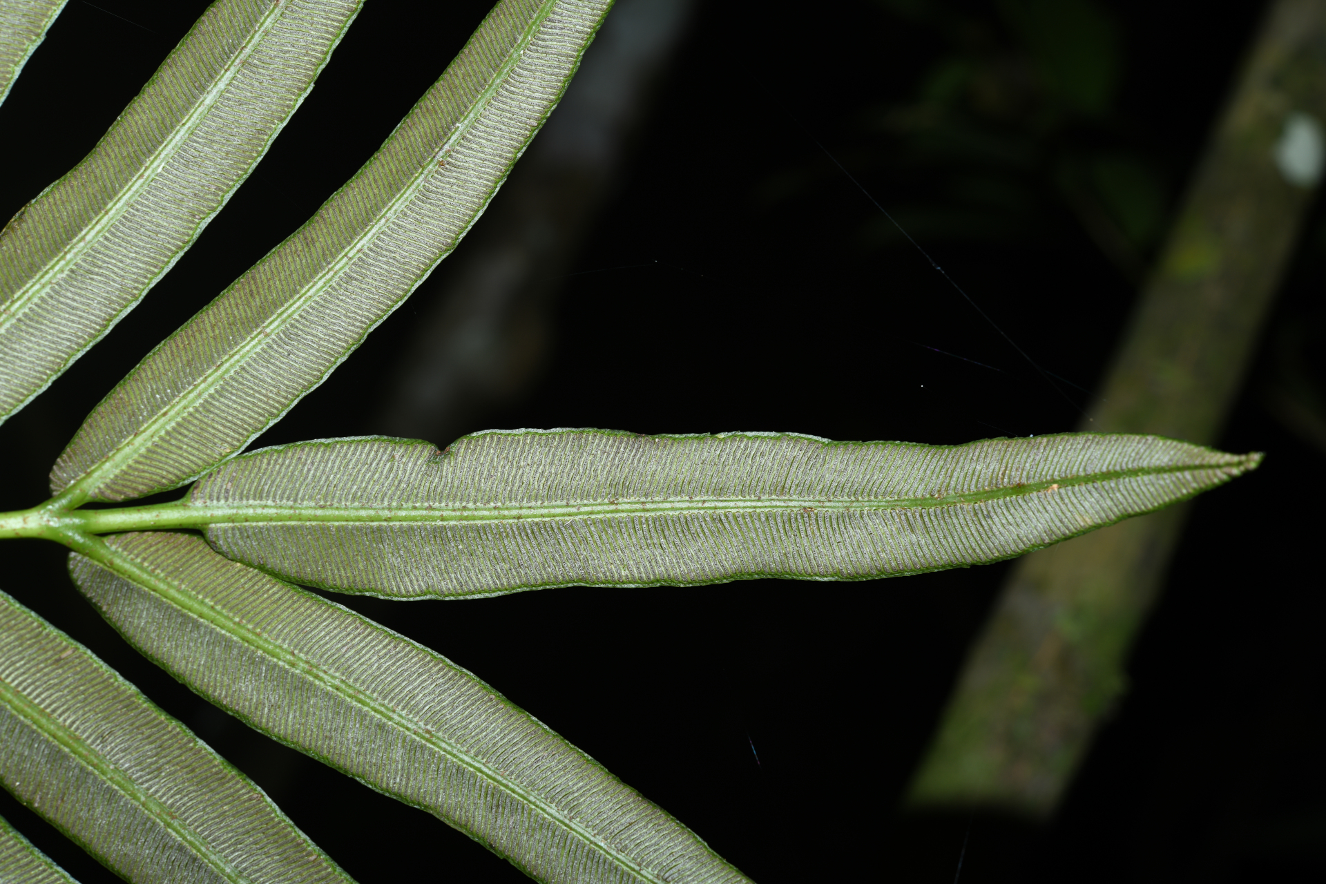 Danaea nigrescens Jenman - Photo Bivouac Naturaliste