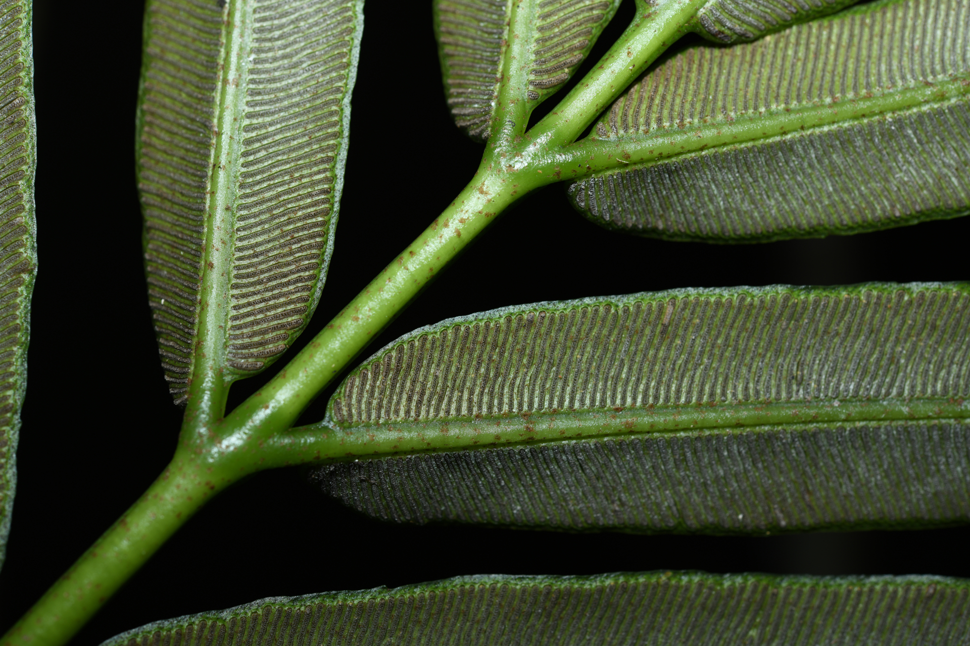 Danaea nigrescens Jenman - Photo Bivouac Naturaliste