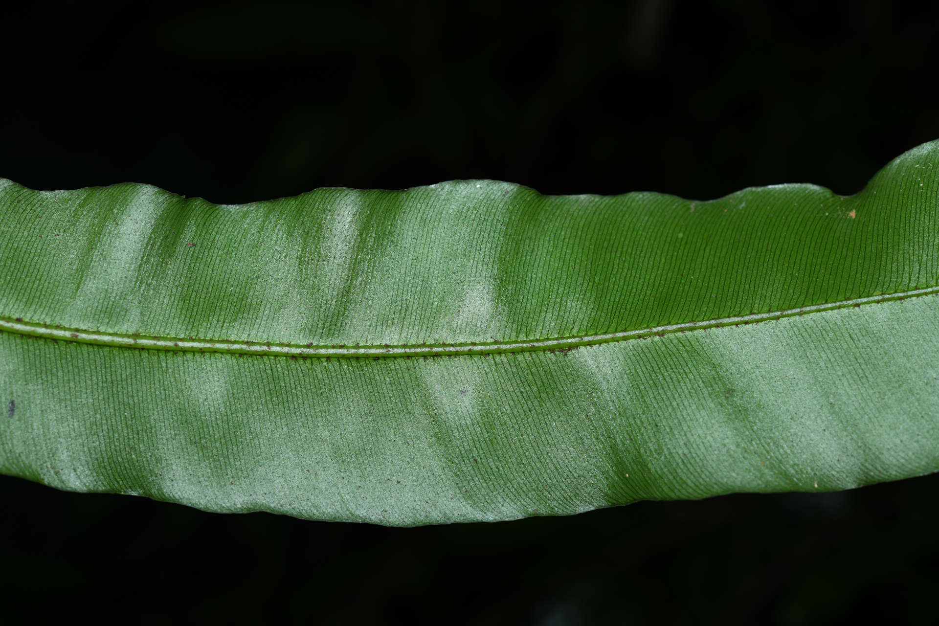 Danaea nigrescens Jenman - Photo Bivouac Naturaliste