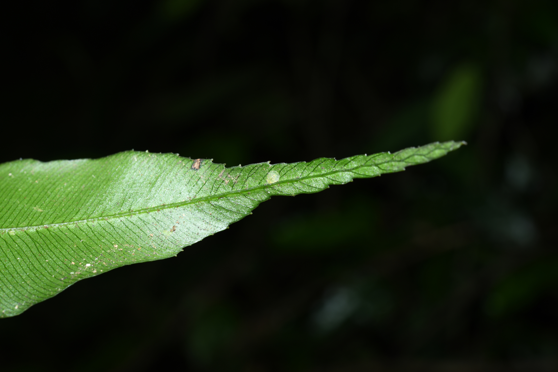 Danaea nigrescens Jenman - Photo Bivouac Naturaliste