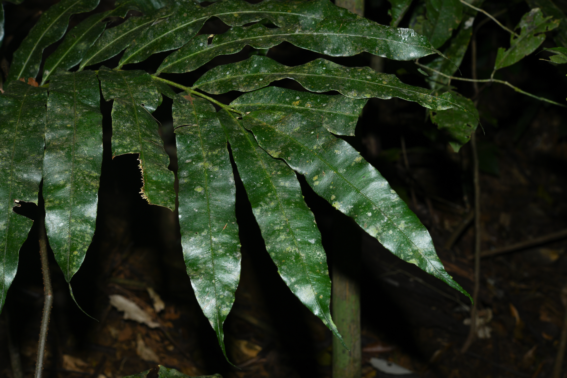 Danaea nigrescens Jenman - Photo Bivouac Naturaliste