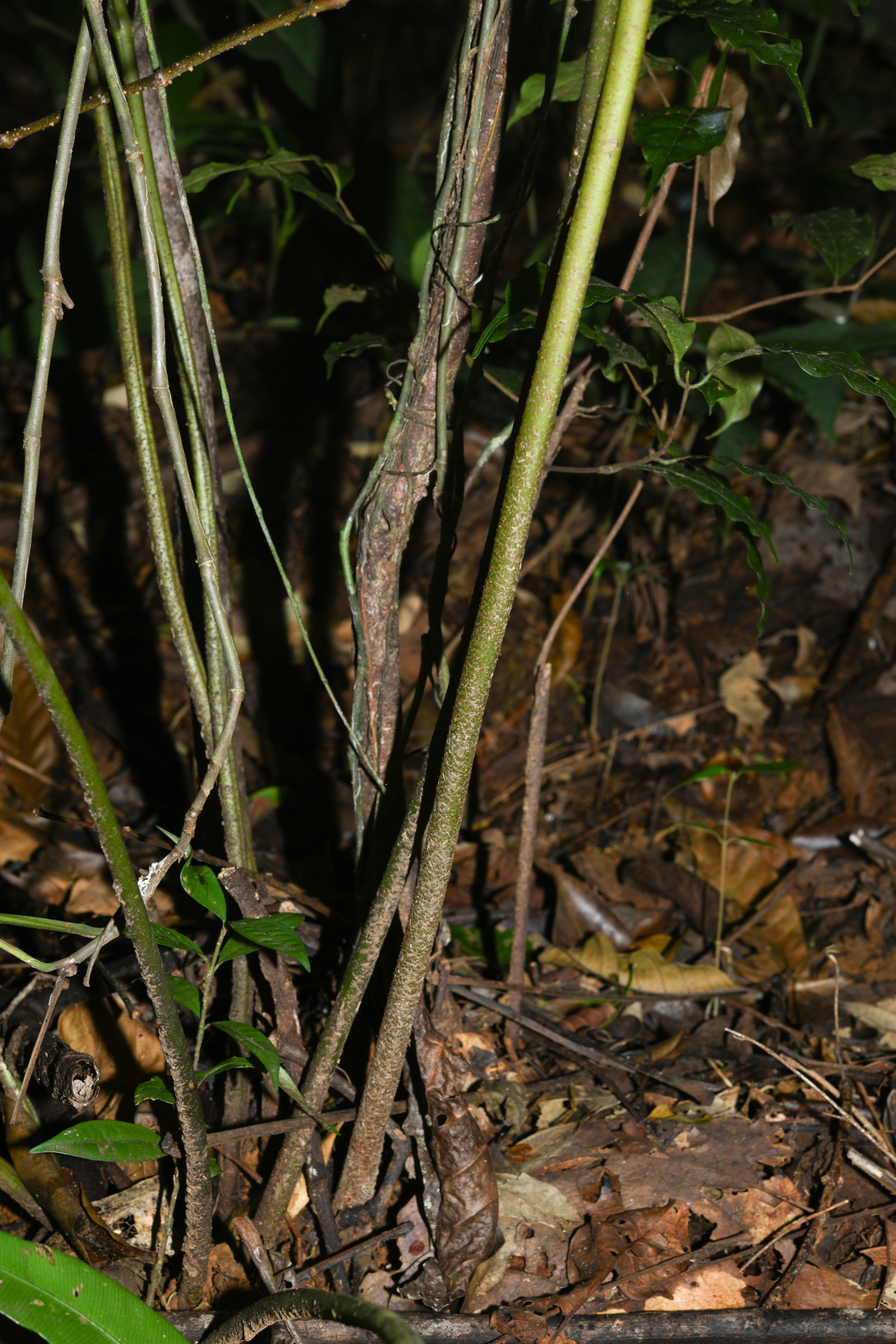 Danaea nigrescens Jenman - Photo Bivouac Naturaliste