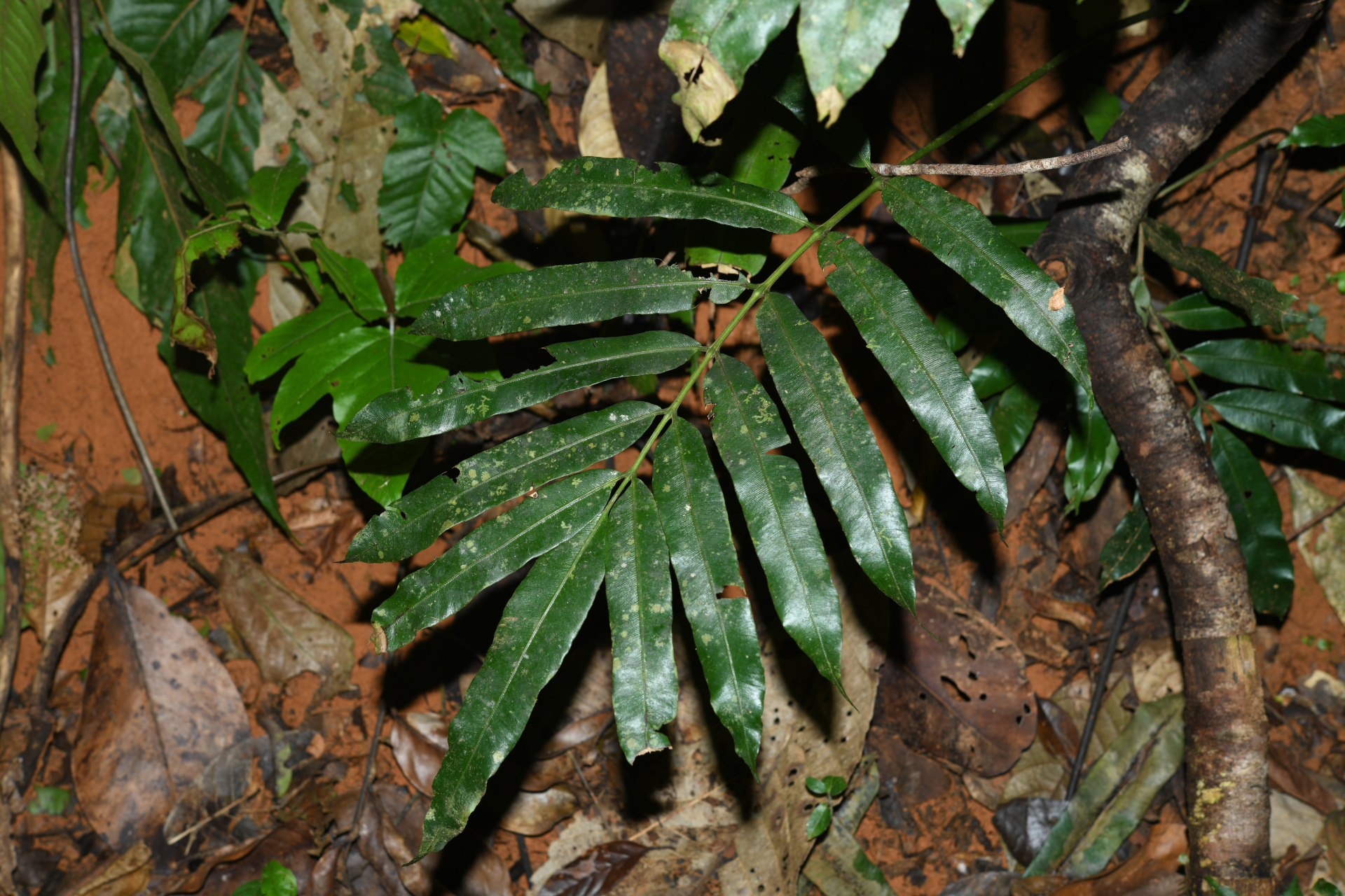 Danaea nigrescens Jenman - Photo Bivouac Naturaliste