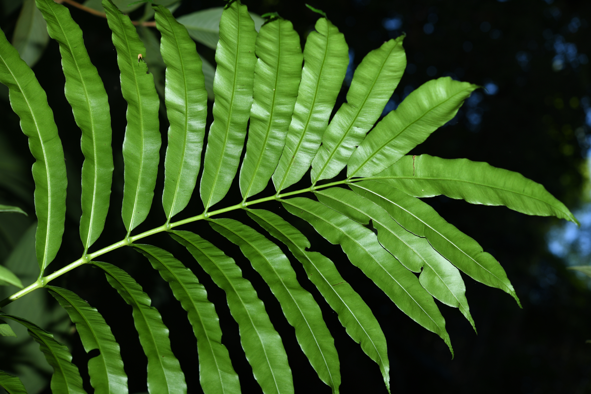 Danaea nigrescens Jenman - Photo Bivouac Naturaliste