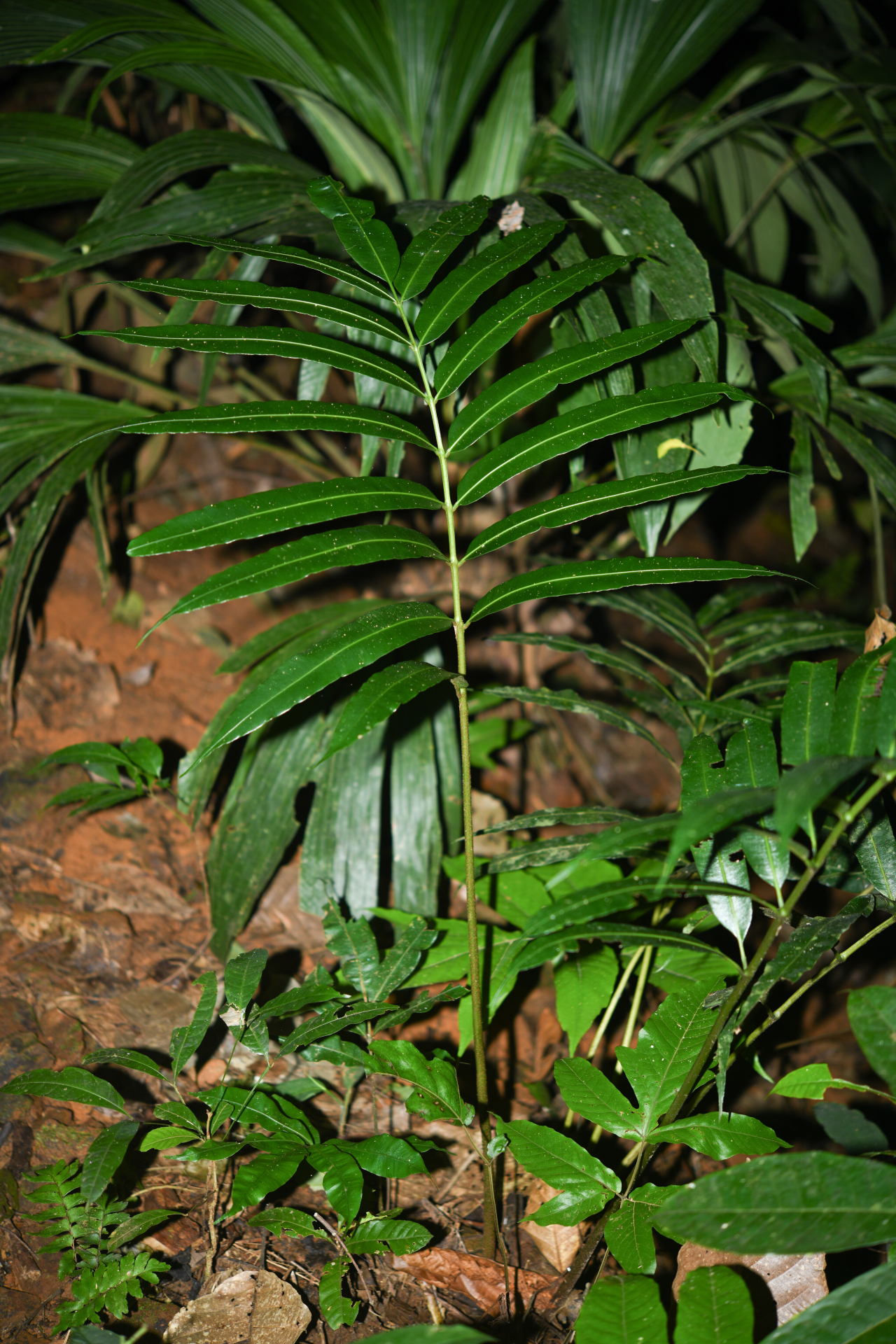 Danaea nigrescens Jenman - Photo Bivouac Naturaliste